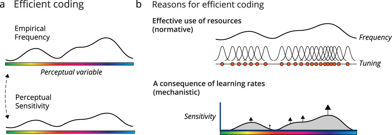 Efficient neural codes naturally emerge through gradient descent learning |  Nature Communications