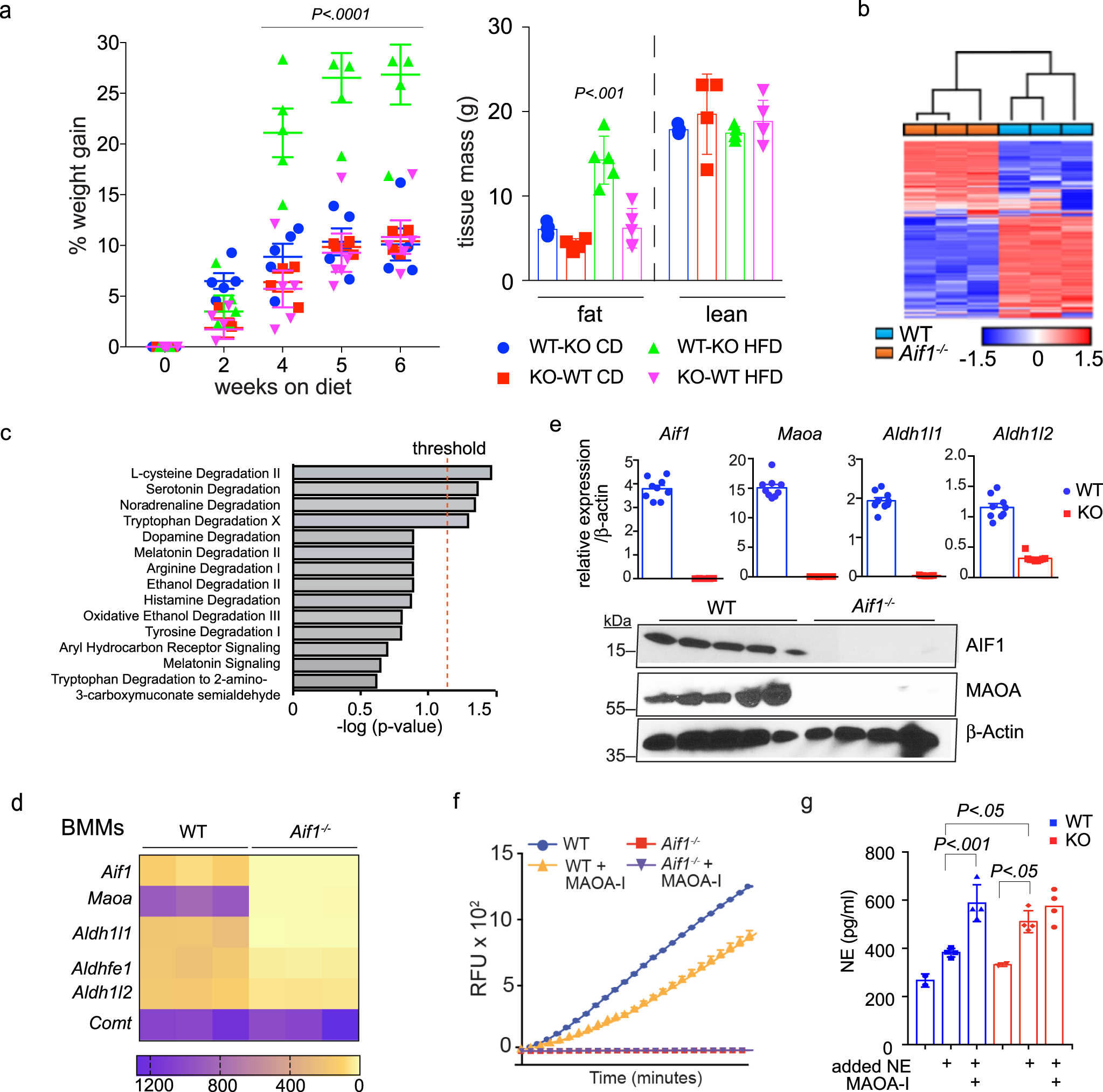 Fig. 4: AIF1 expression in bone marrow-derived cells affects obesity resistance.