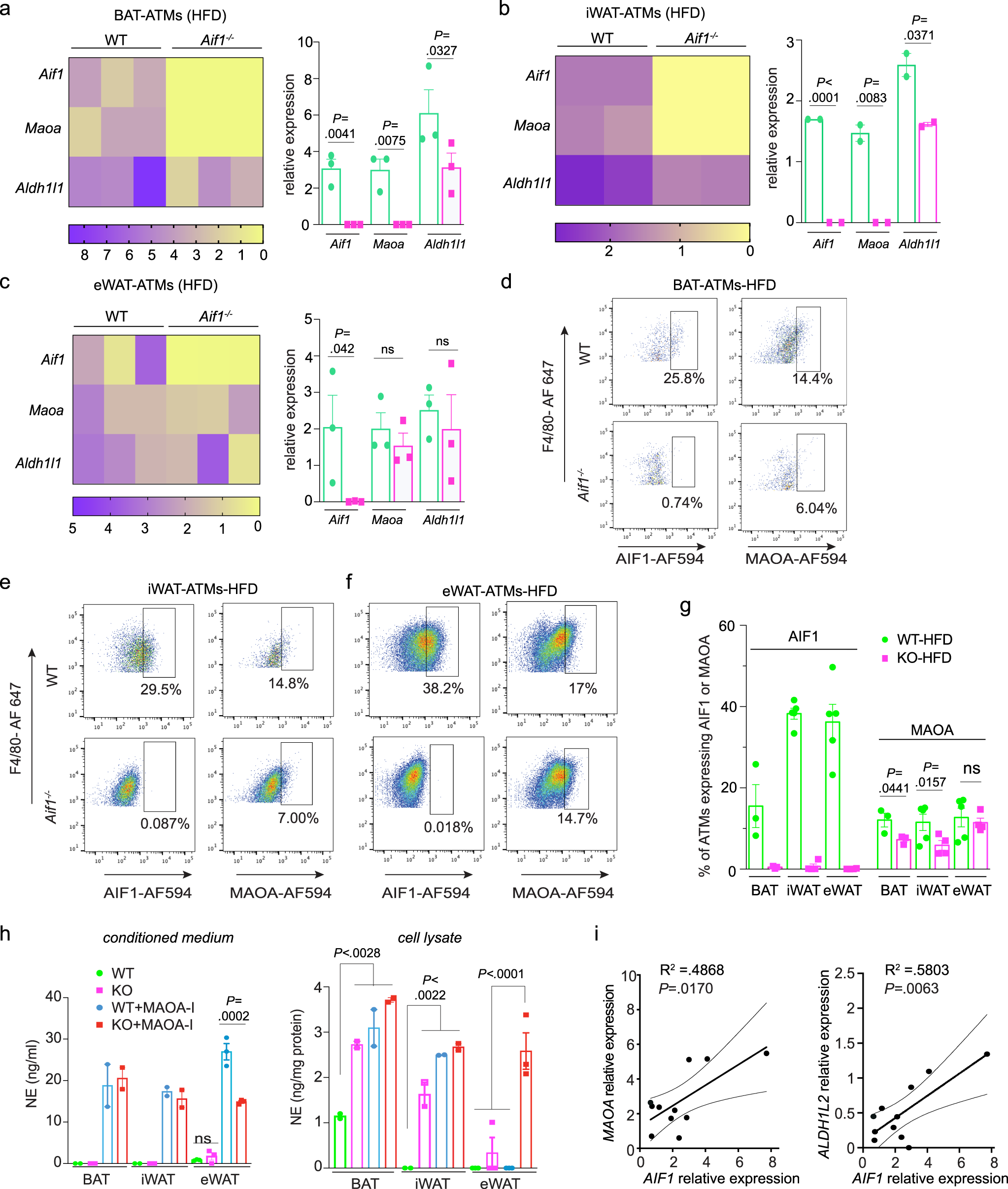 Fig. 5: Loss of AIF1 impairs catecholamine catabolic enzyme expression and activity in ATMs.