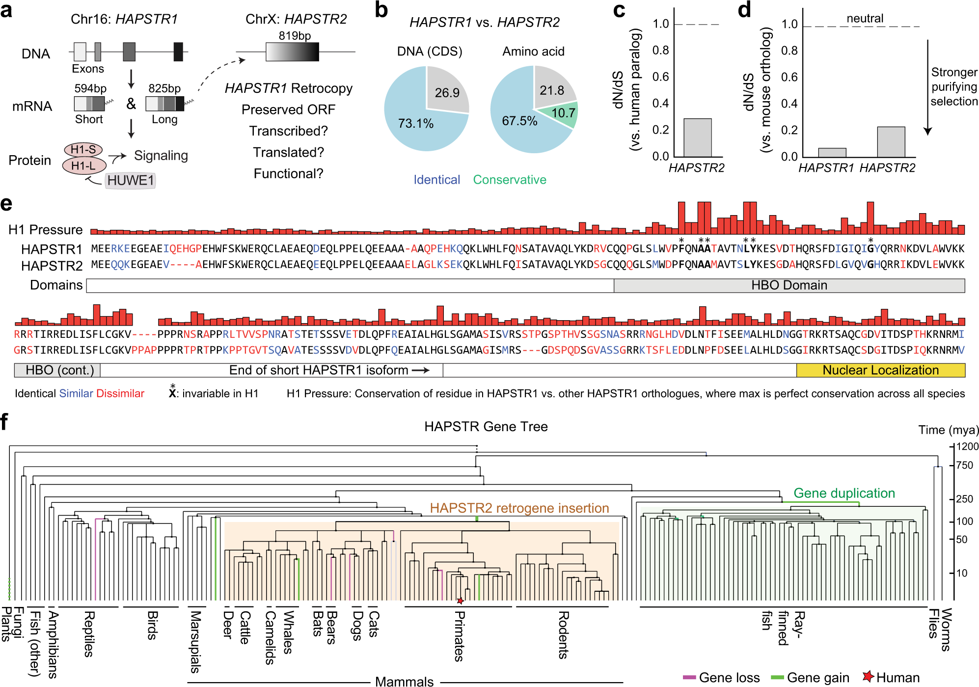 The HAPSTR2 retrogene buffers stress signaling and resilience in mammals |  Nature Communications