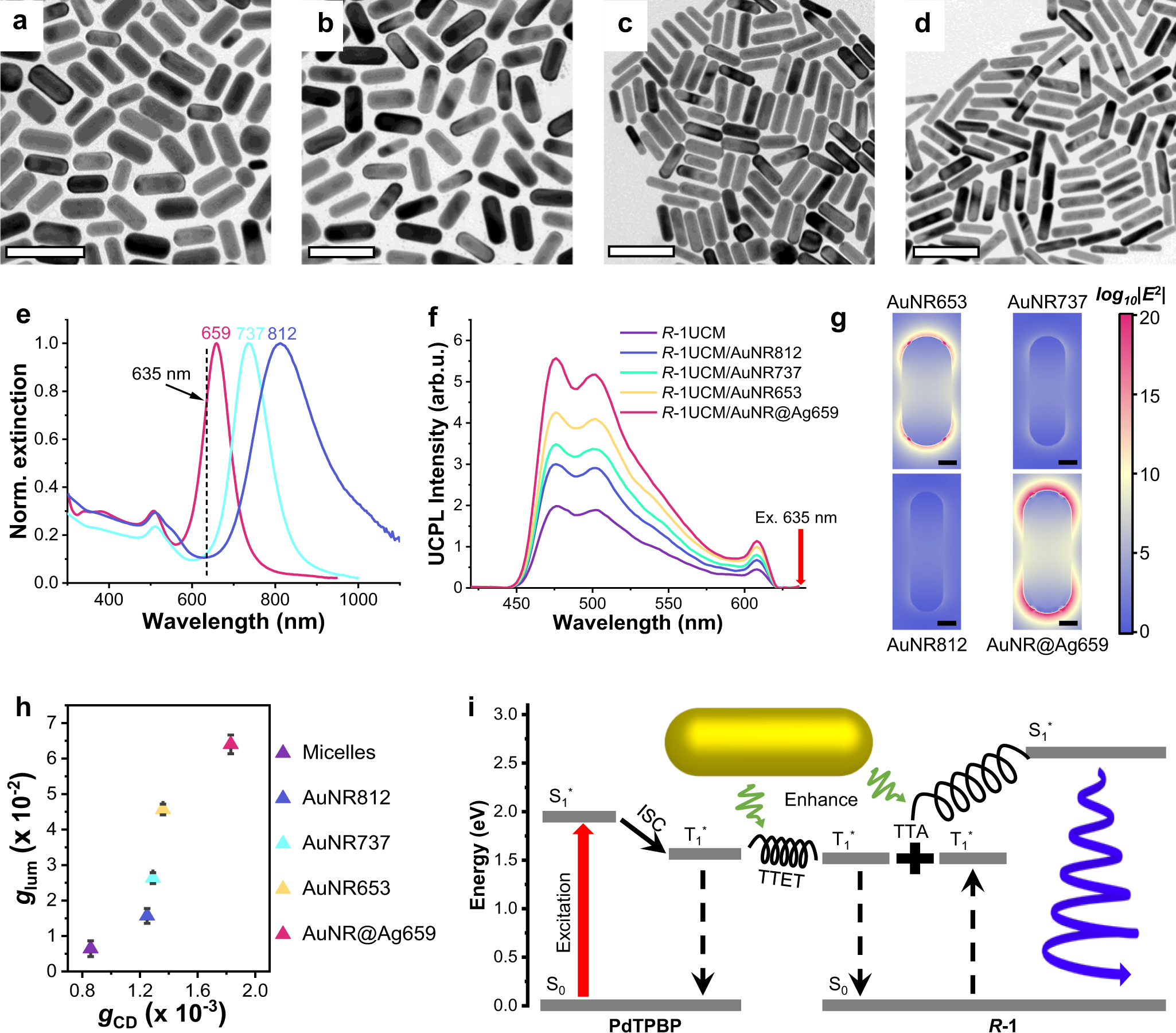 Fig. 4: Electromagnetic field-related enhancement of photo upconversion and CPL.