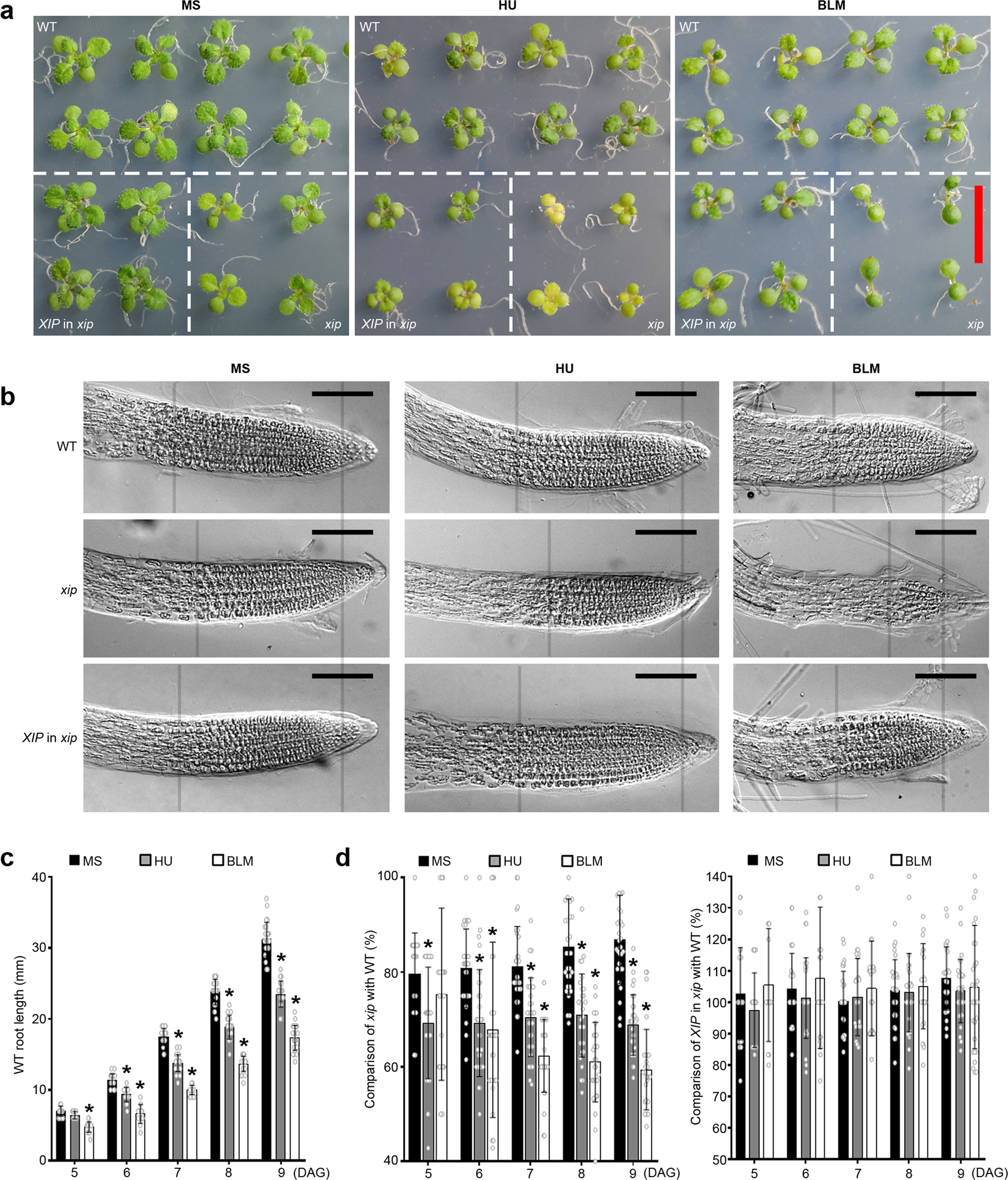 Fig. 2: Growth inhibition of xip mutant and its sensitivity to genotoxic stress.