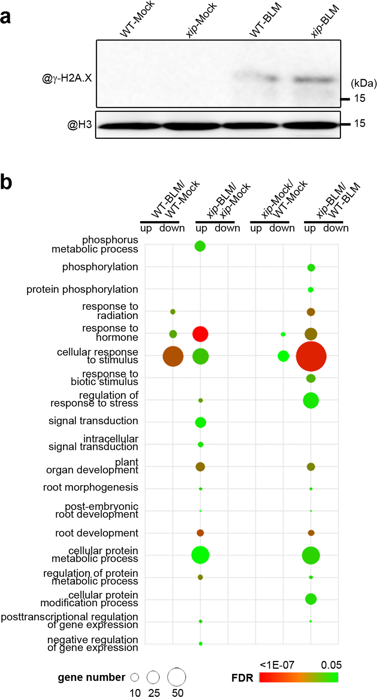 Fig. 4: The changed phospho-proteomics in xip mutant.