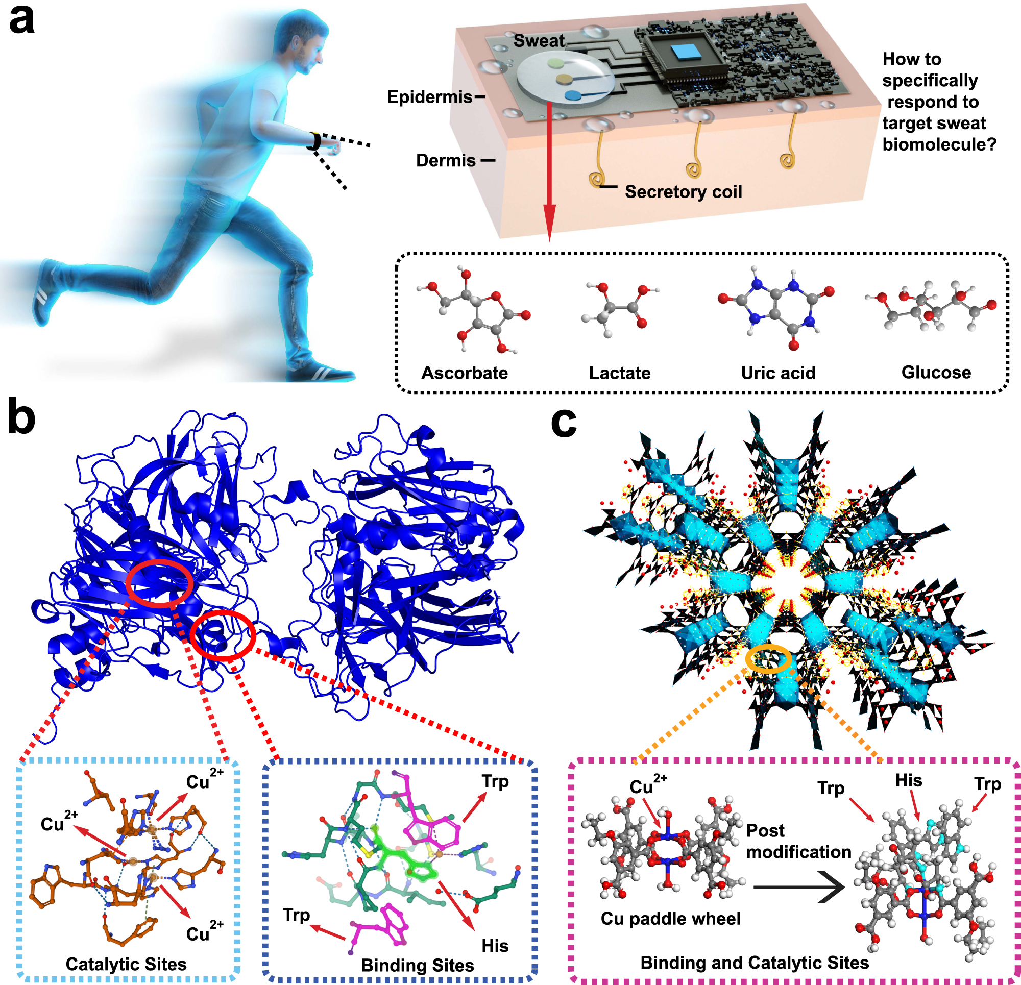 Fig. 1: Customizing nanoenzymes inspired by natural ascorbate oxidase for sweat ascorbate sensing.