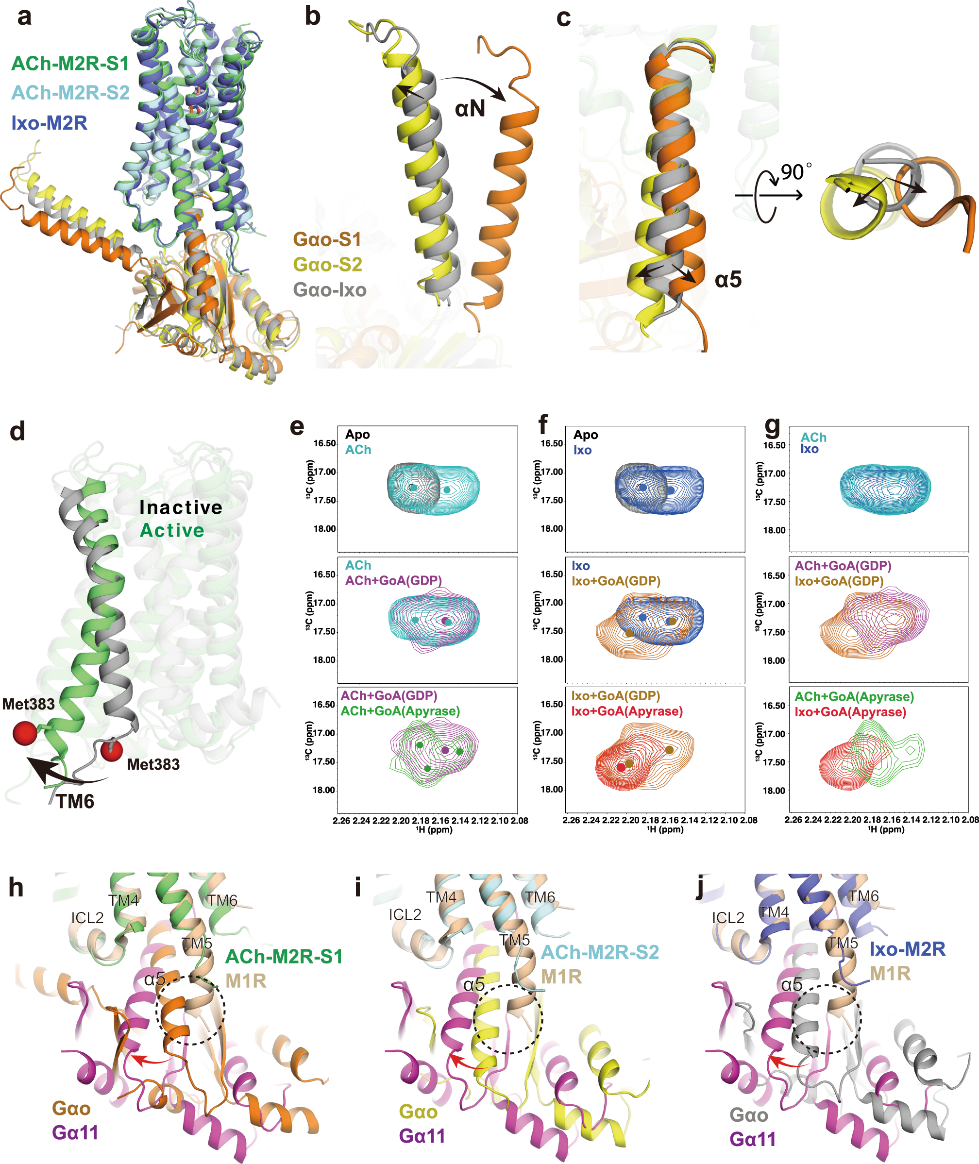 Fig. 5: Comparison of ACh and Ixo stabilized G-protein complex.