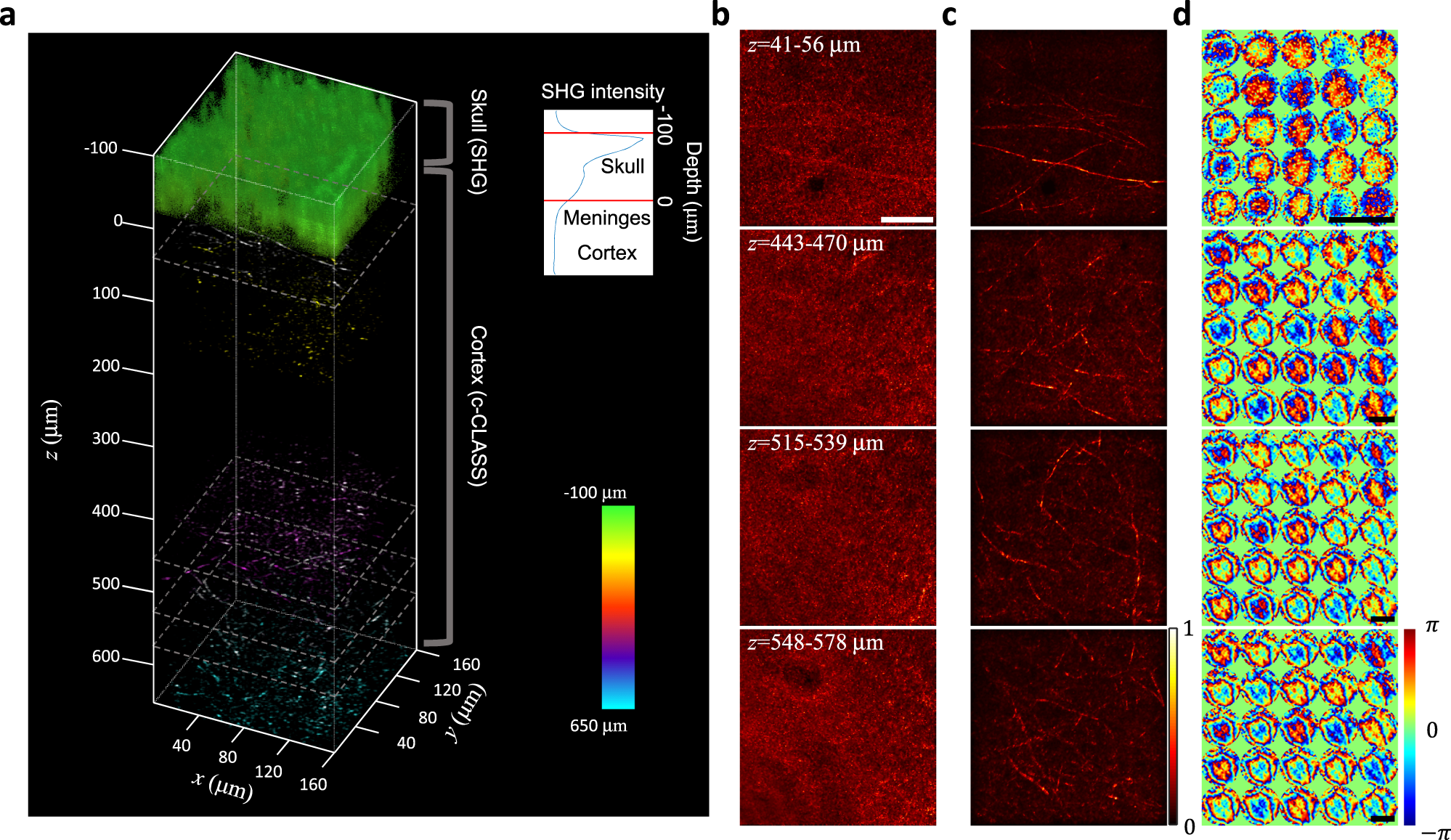 Fig. 3: In vivo reflectance images of a mouse brain down to cortical layer 4 through an intact skull.