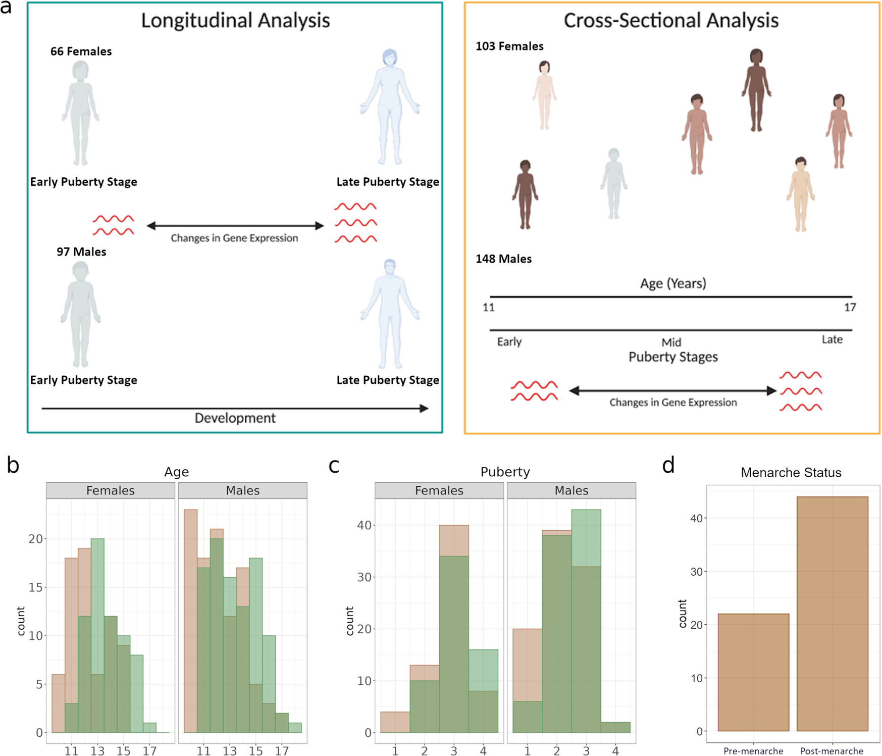 Analysis of transcriptional changes in the immune system associated with  pubertal development in a longitudinal cohort of children with asthma