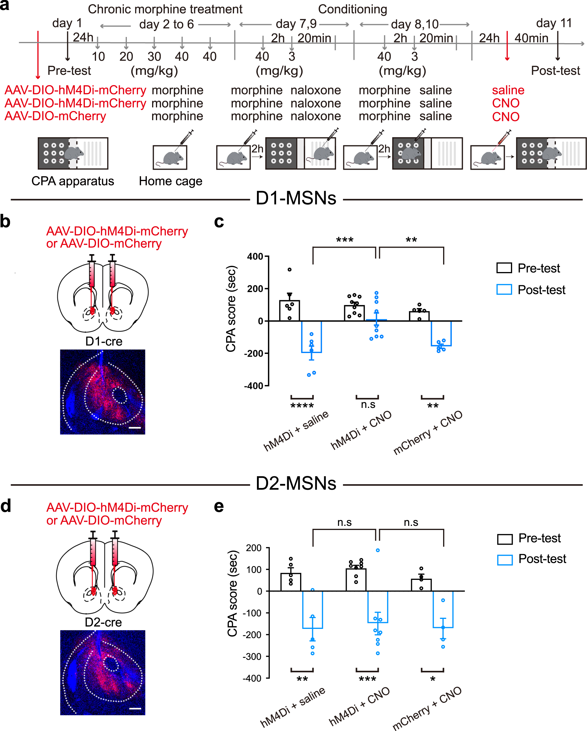 Fig. 2: The influence of chemogenetic inhibition of NAcC D1-MSNs or D2-MSNs on morphine withdrawal memory expression.