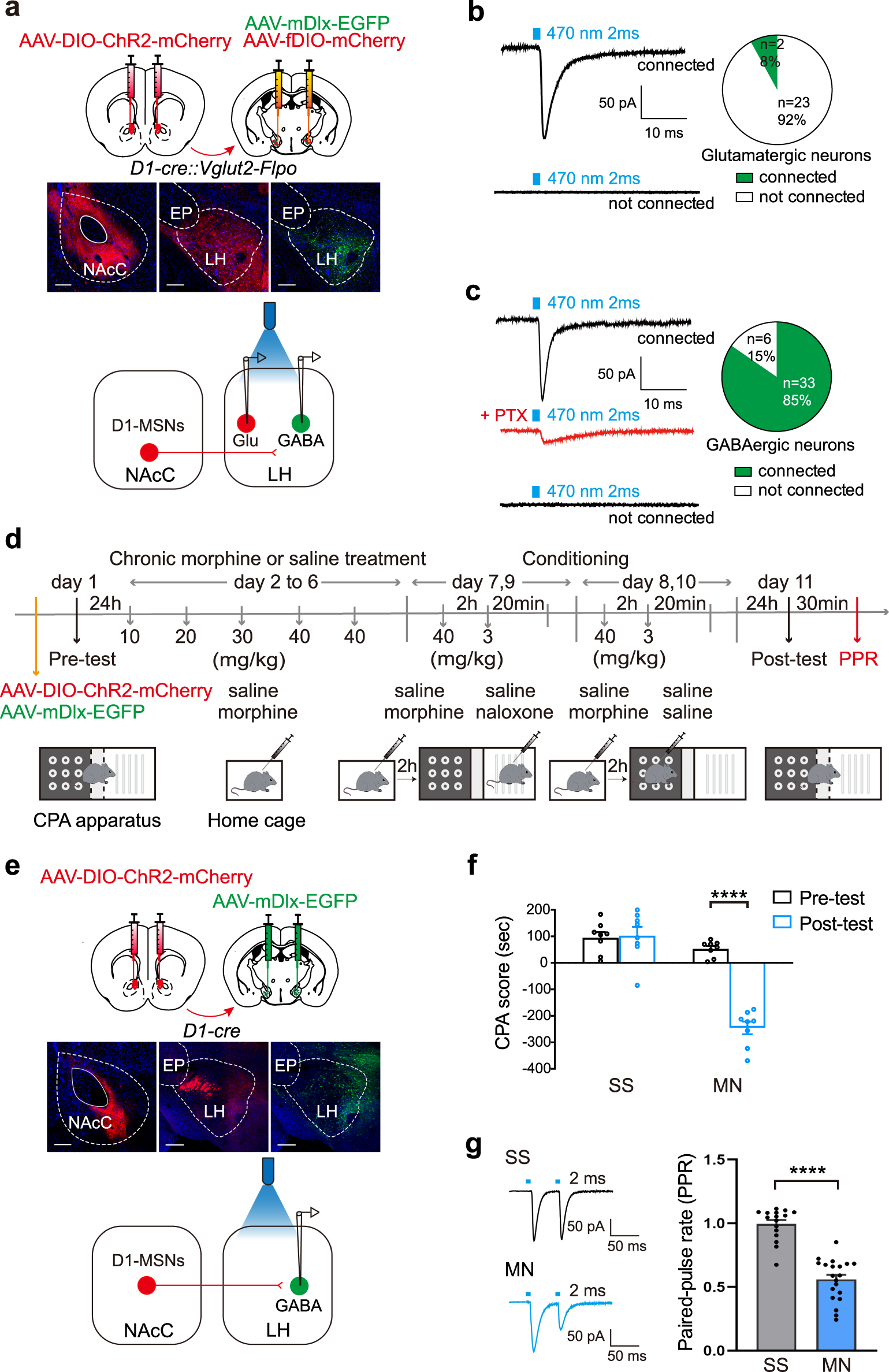 Fig. 5: The projection of NAcC D1-MSNs to LH and the infulence of morphine withdrawal memory on this projection.