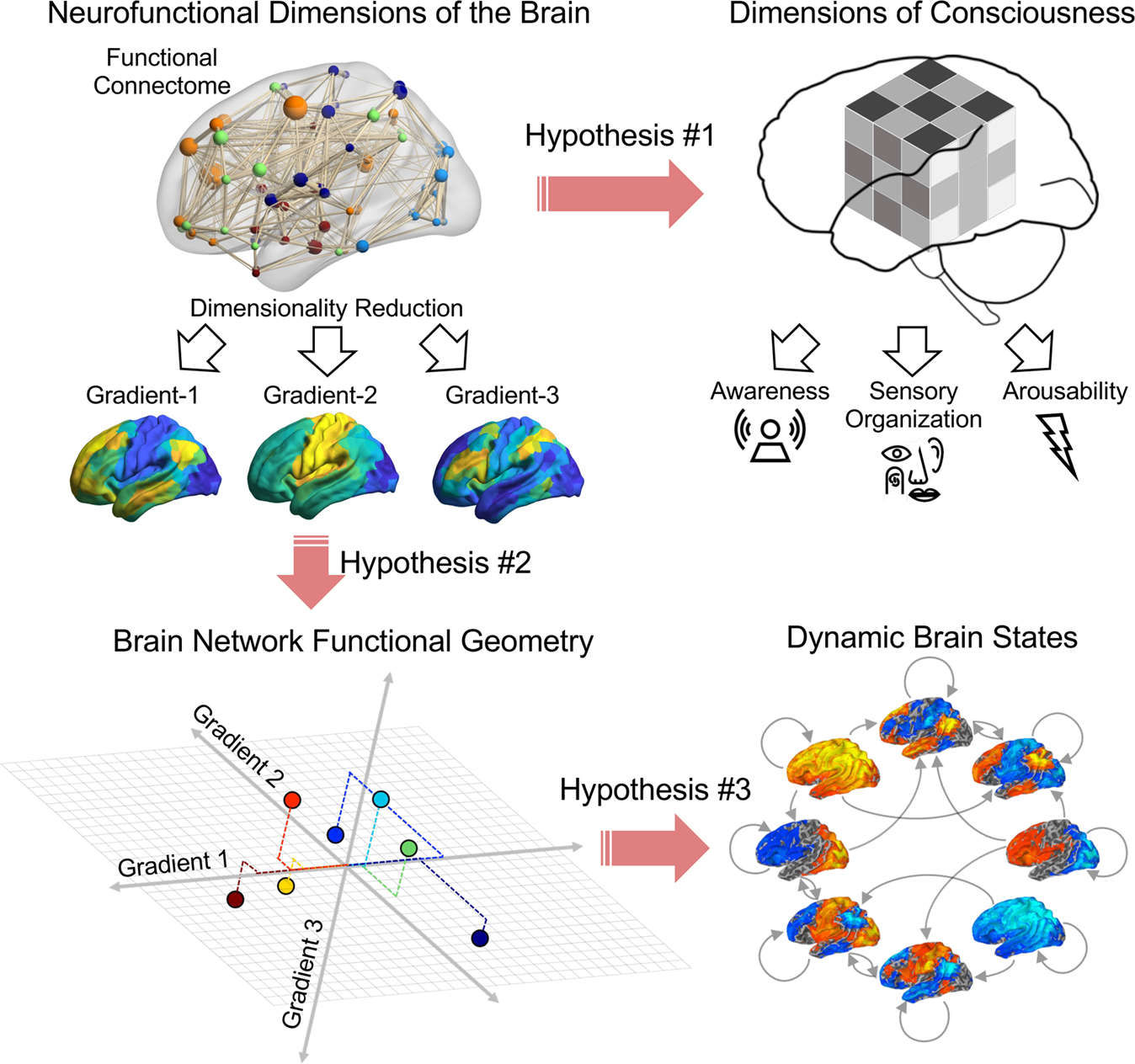 A multifaceted gradient in human cerebellum of structural and functional  development