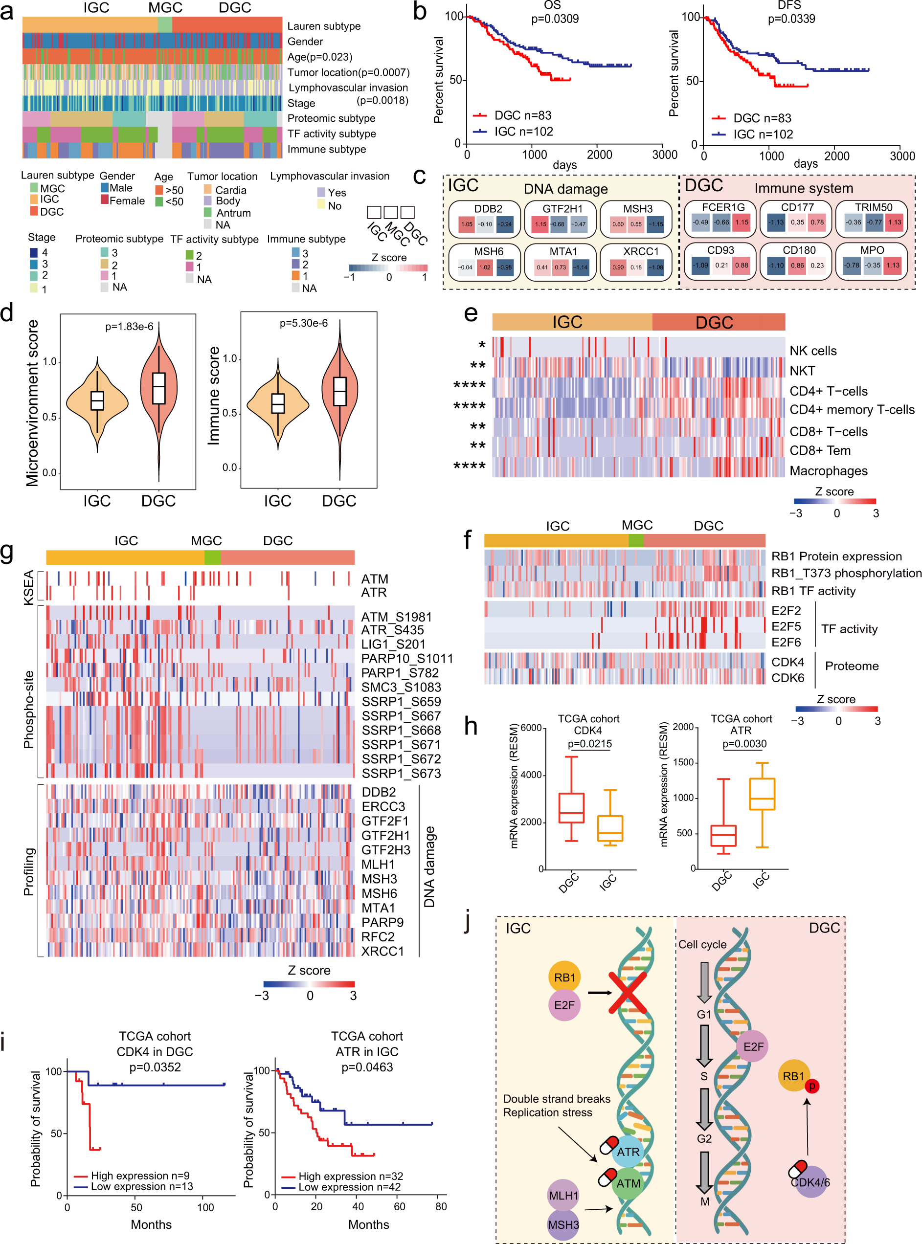 Fig. 3: Integrated multilevel proteomic analyses showed different pathogenic mechanism of DGC and IGC.