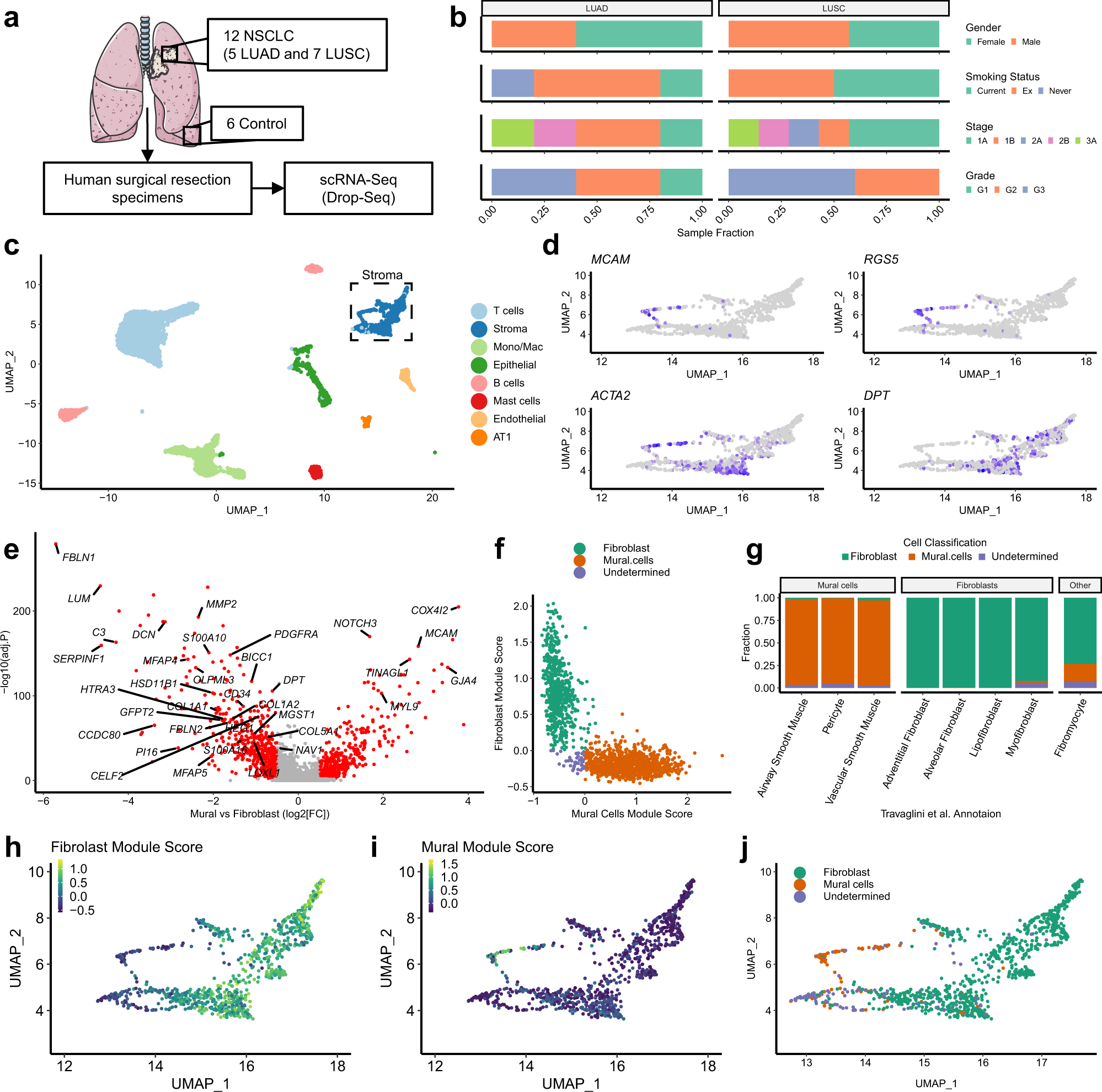 Single-cell analysis reveals prognostic fibroblast subpopulations linked to  molecular and immunological subtypes of lung cancer