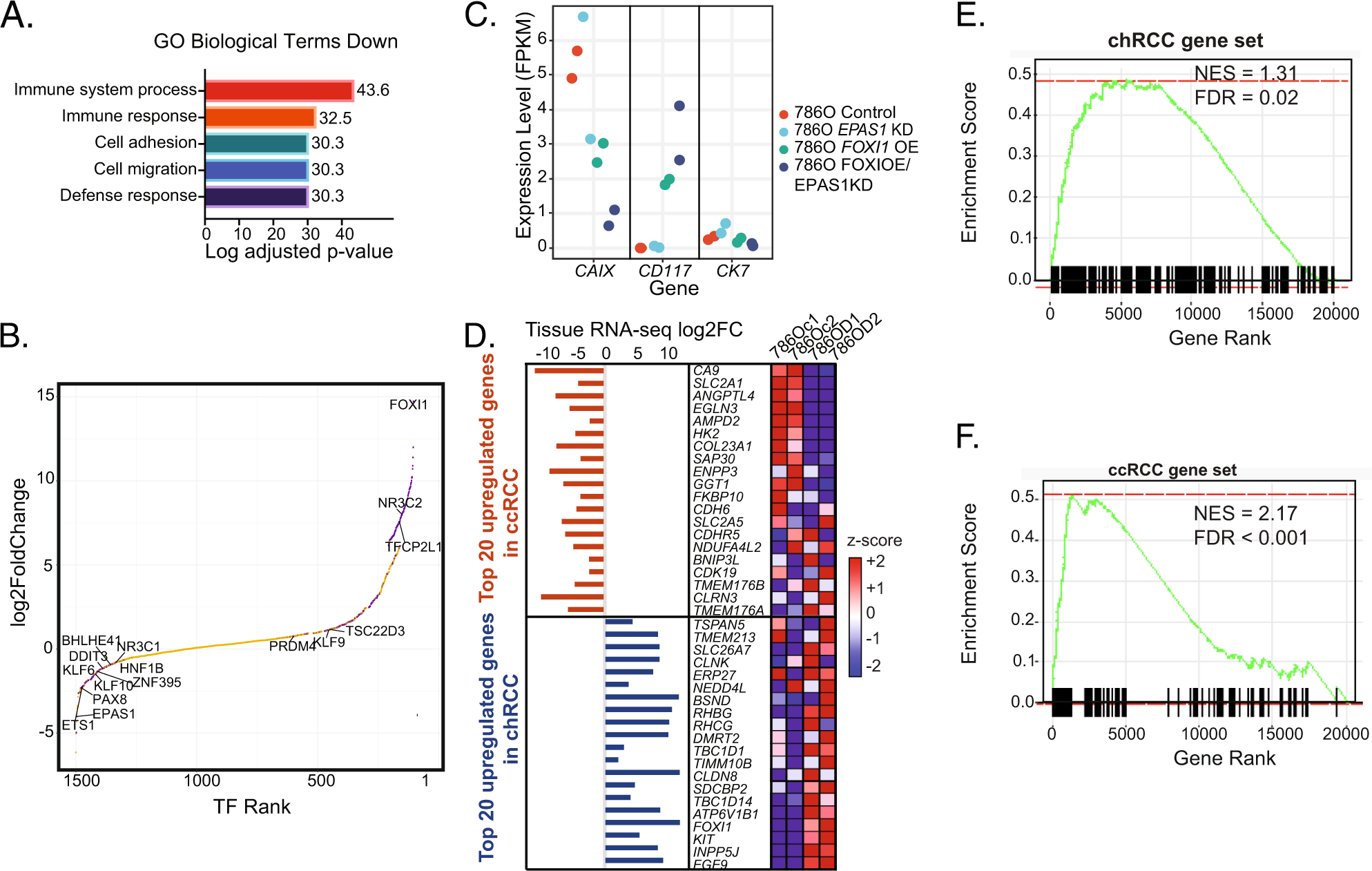 Fig. 4: Functional perturbation of two master TFs in a ccRCC cell line yields a more chRCC-like transcriptional profile.