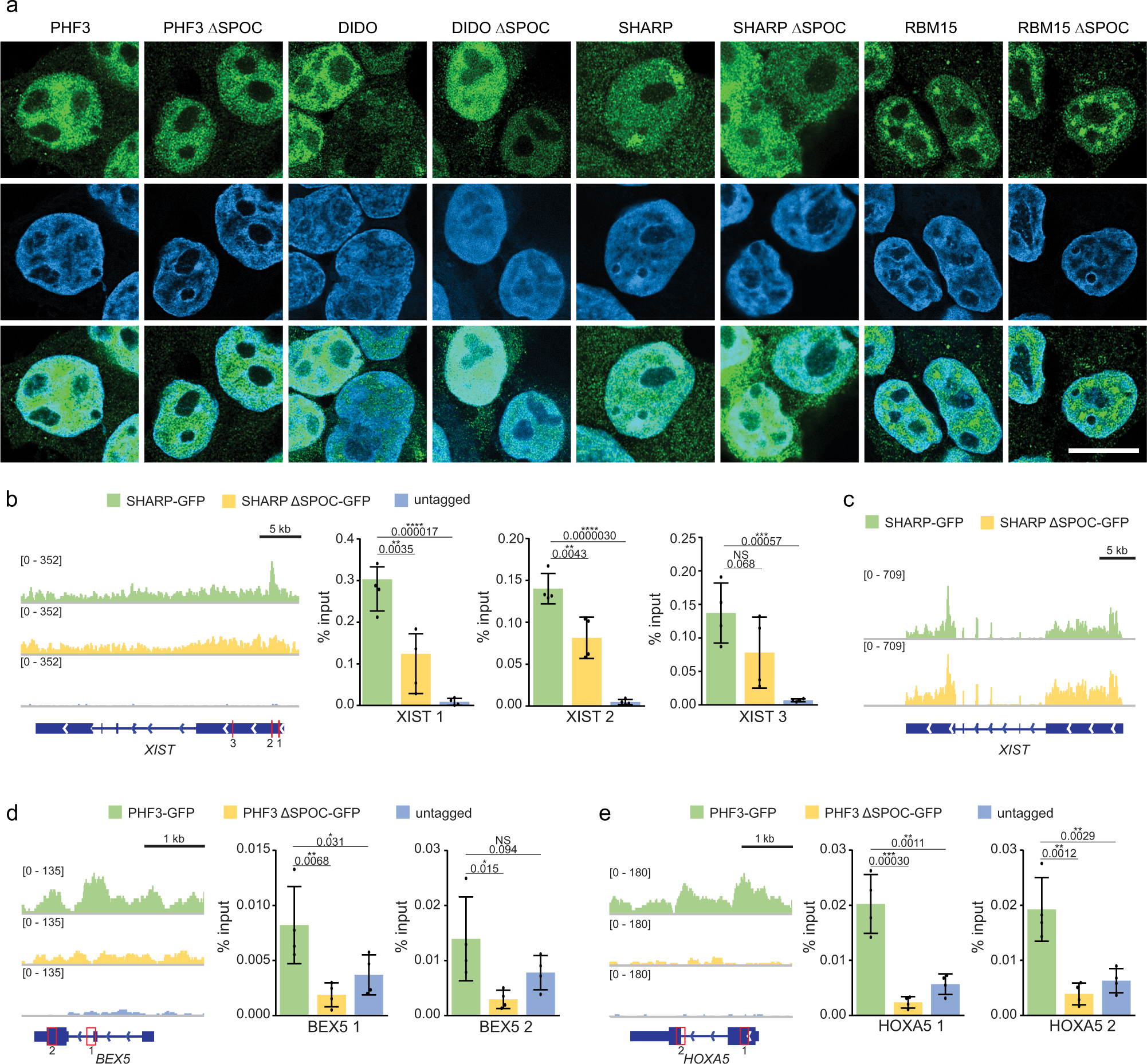 Fig. 8: SPOC domains determine genomic localization.
