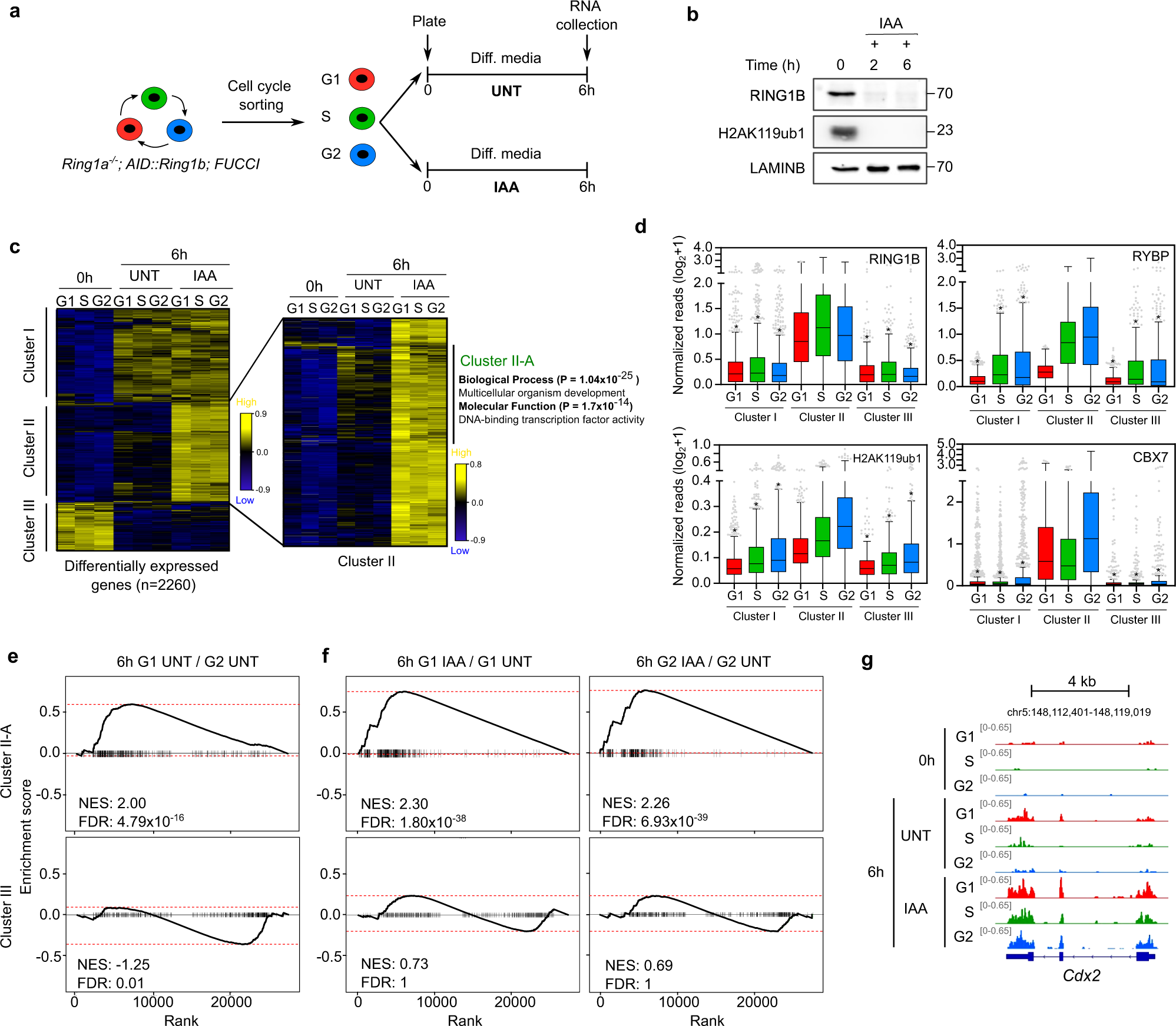 Fig. 6: RING1B regulates the cell-cycle-dependent induction of gene transcription during lineage transition in mESCs.