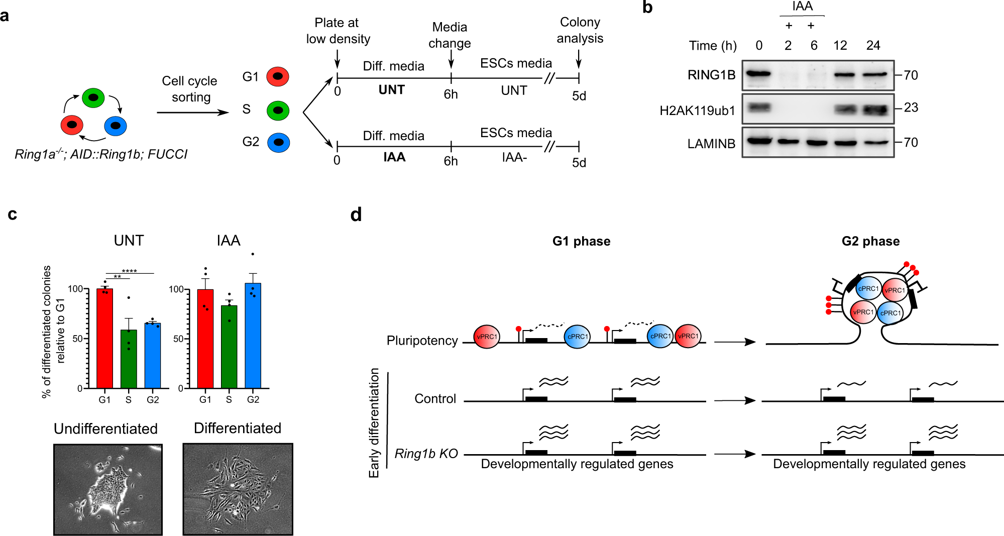 Fig. 7: Depletion of RING1B interferes with cell-cycle-phase-dependent ability of mESCs to differentiate.