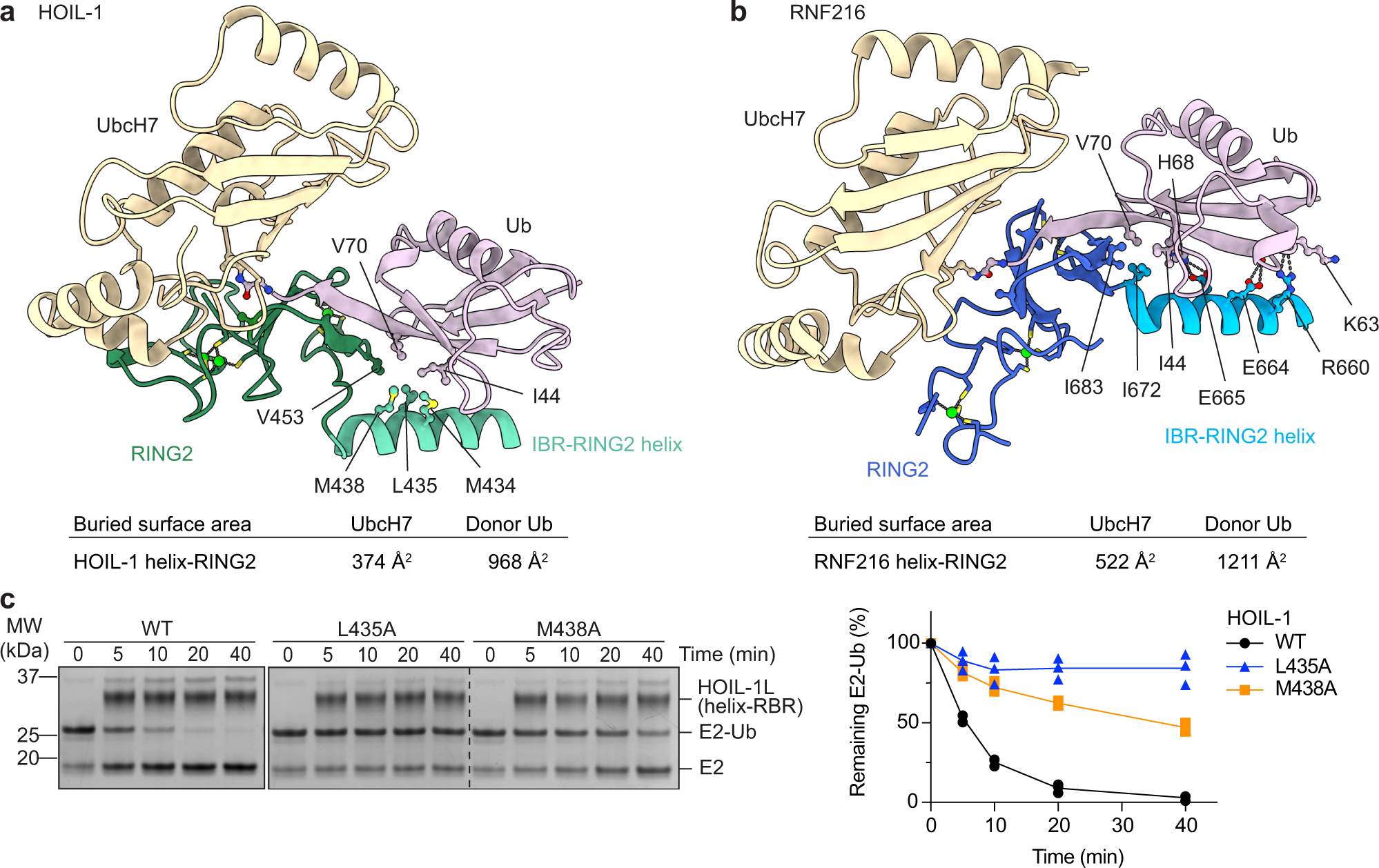 Fig. 5: Structural and functional analysis of the HOIL-1 and RNF216 RING2/E2-Ub interfaces.