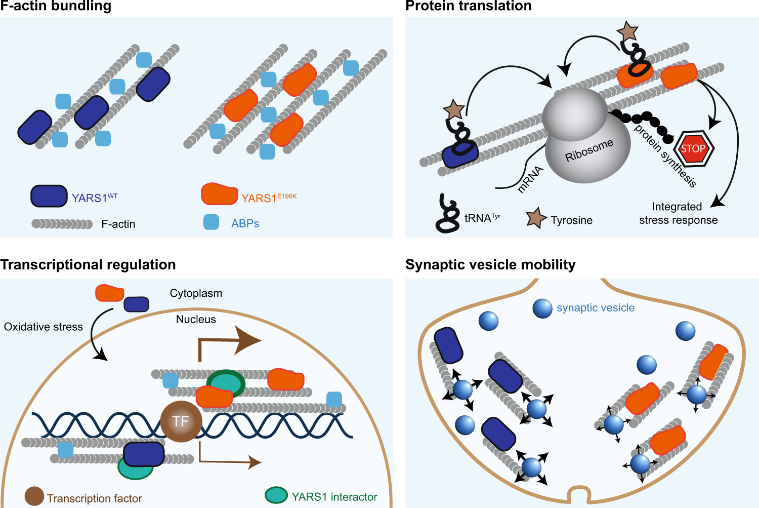 Fig. 7: Illustration of the known cellular processes implicated in YARS1CMT.