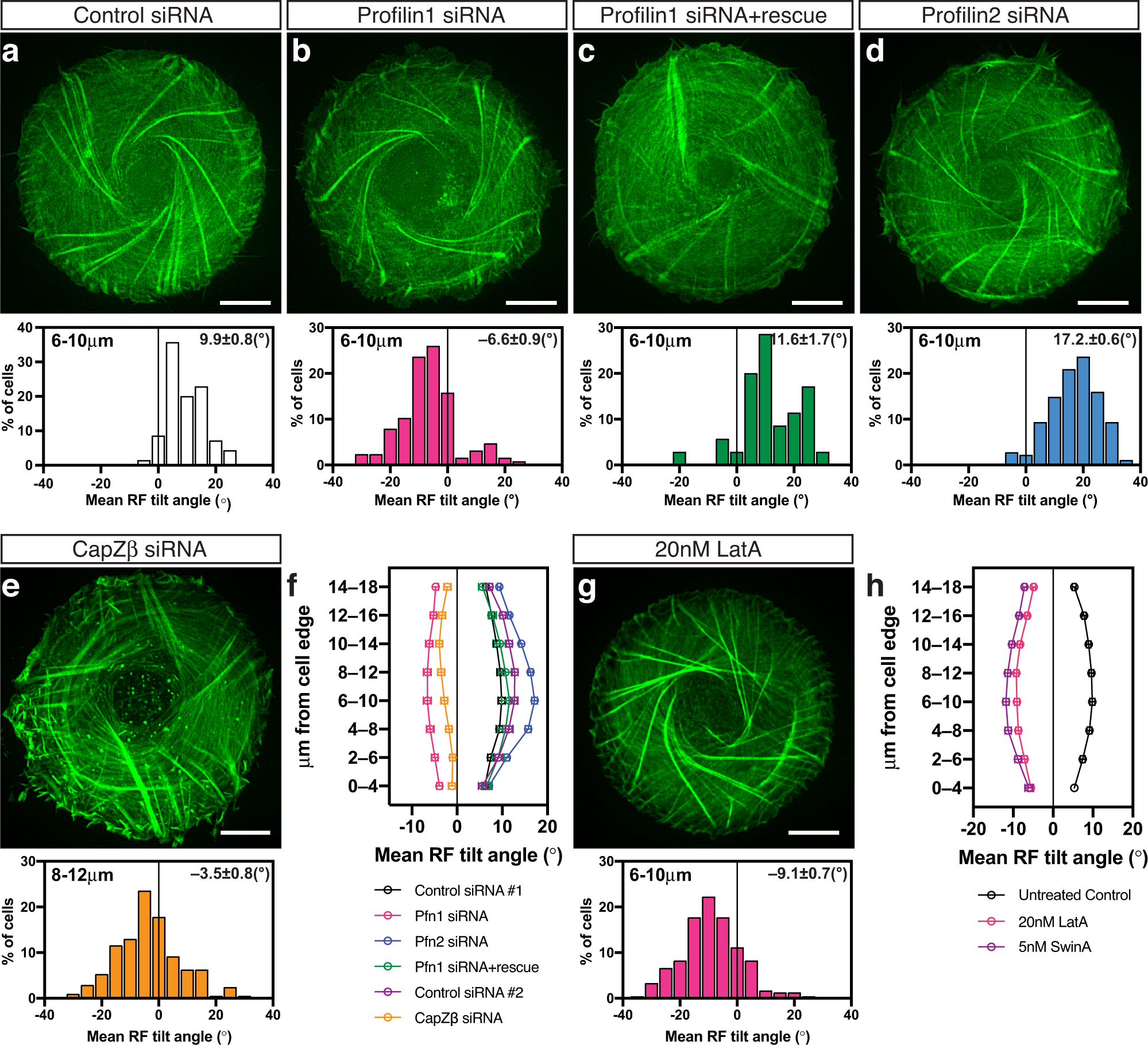 Fig. 3: Genetic knockdowns and pharmacological treatments reversing the direction of the actin cytoskeleton chirality.
