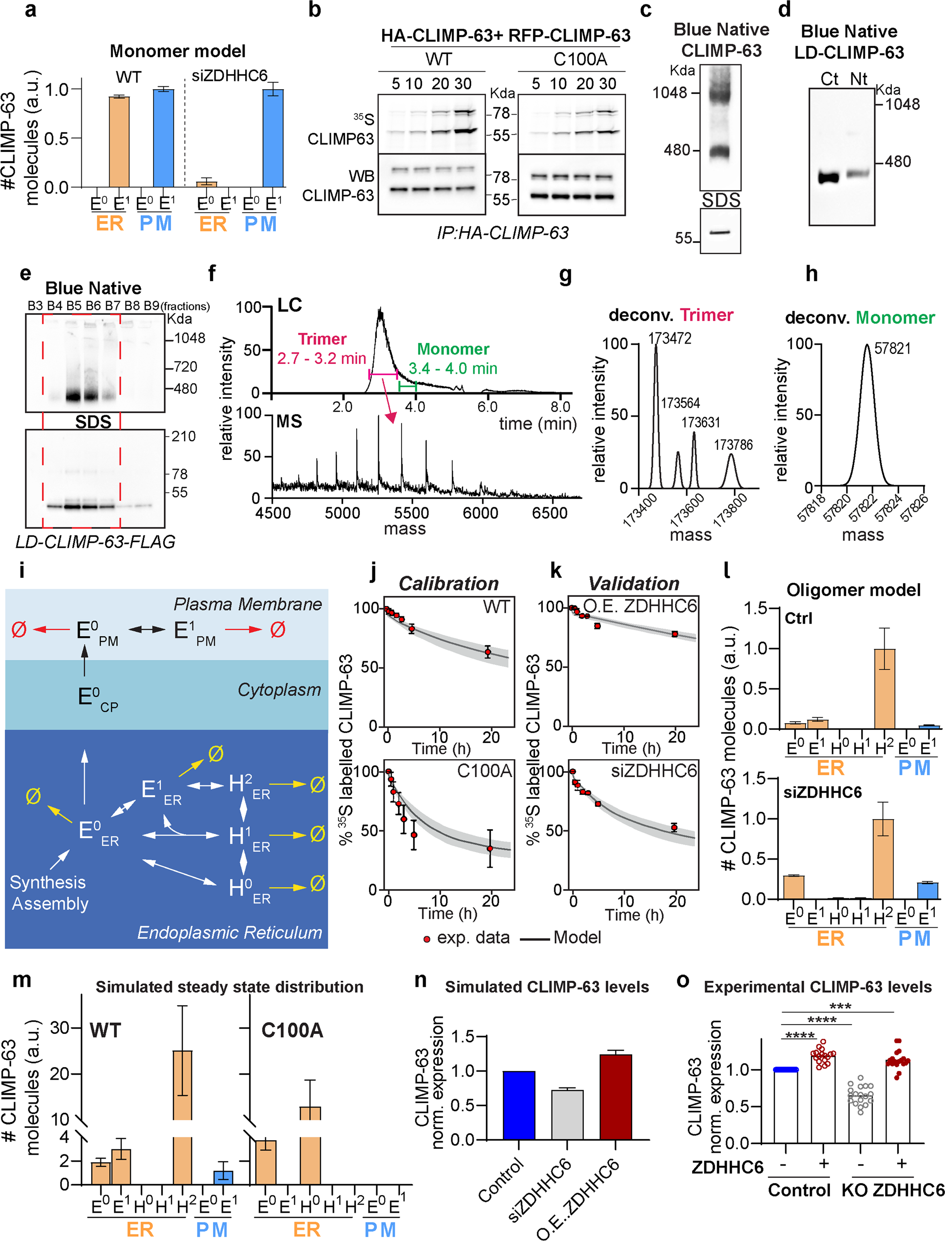 Fig. 4: Modelling of CLIMP-63 palmitoylation dynamics.