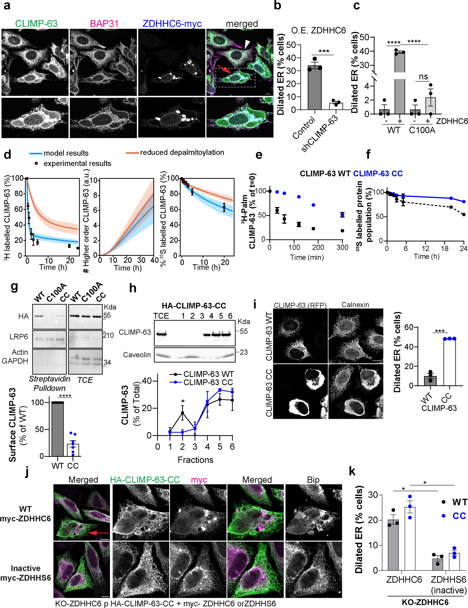Fig. 6: ZDHHC6-mediated CLIMP-63 S-acylation controls ER morphology.