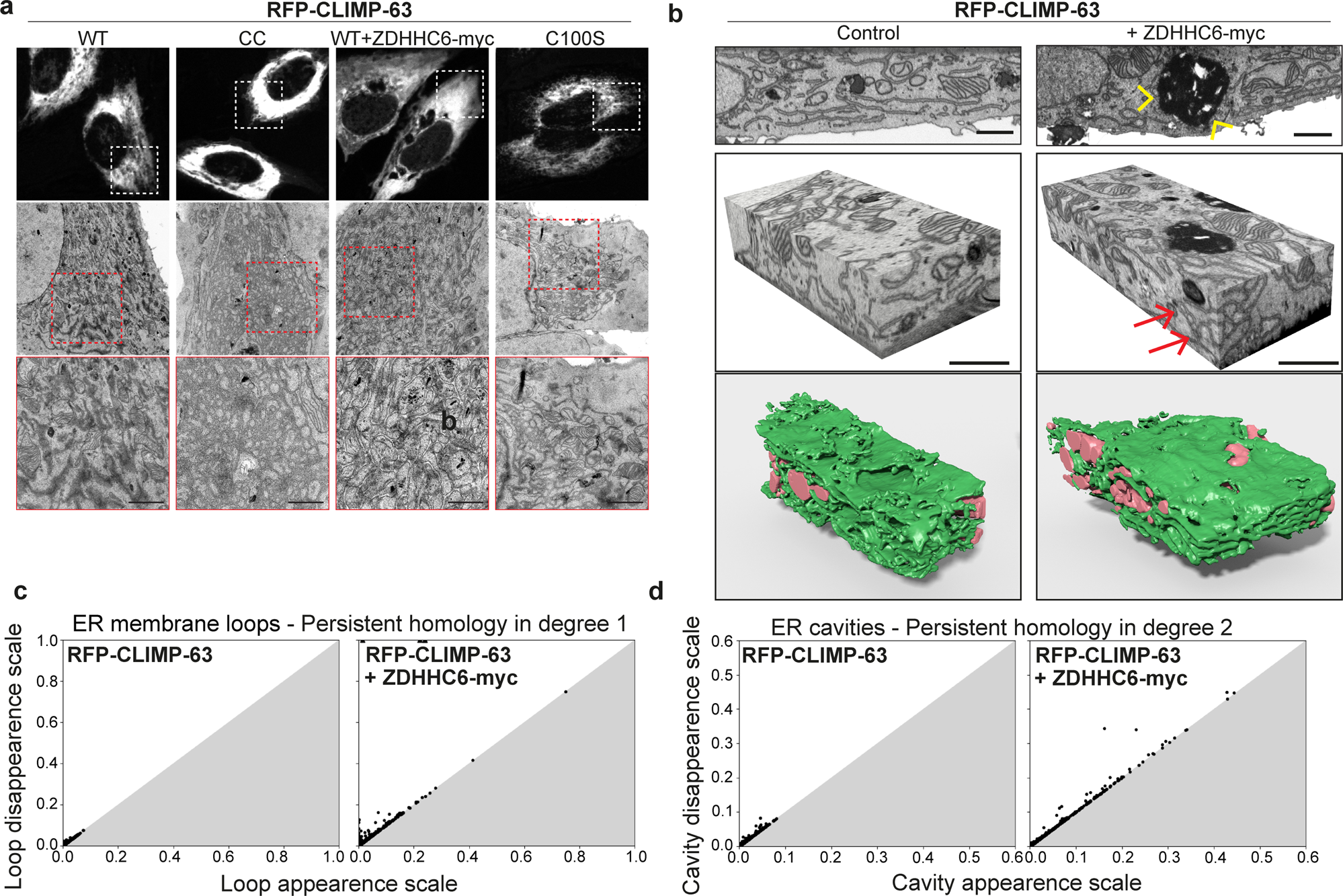 Fig. 7: Ultrastructure analysis of ER morphology.