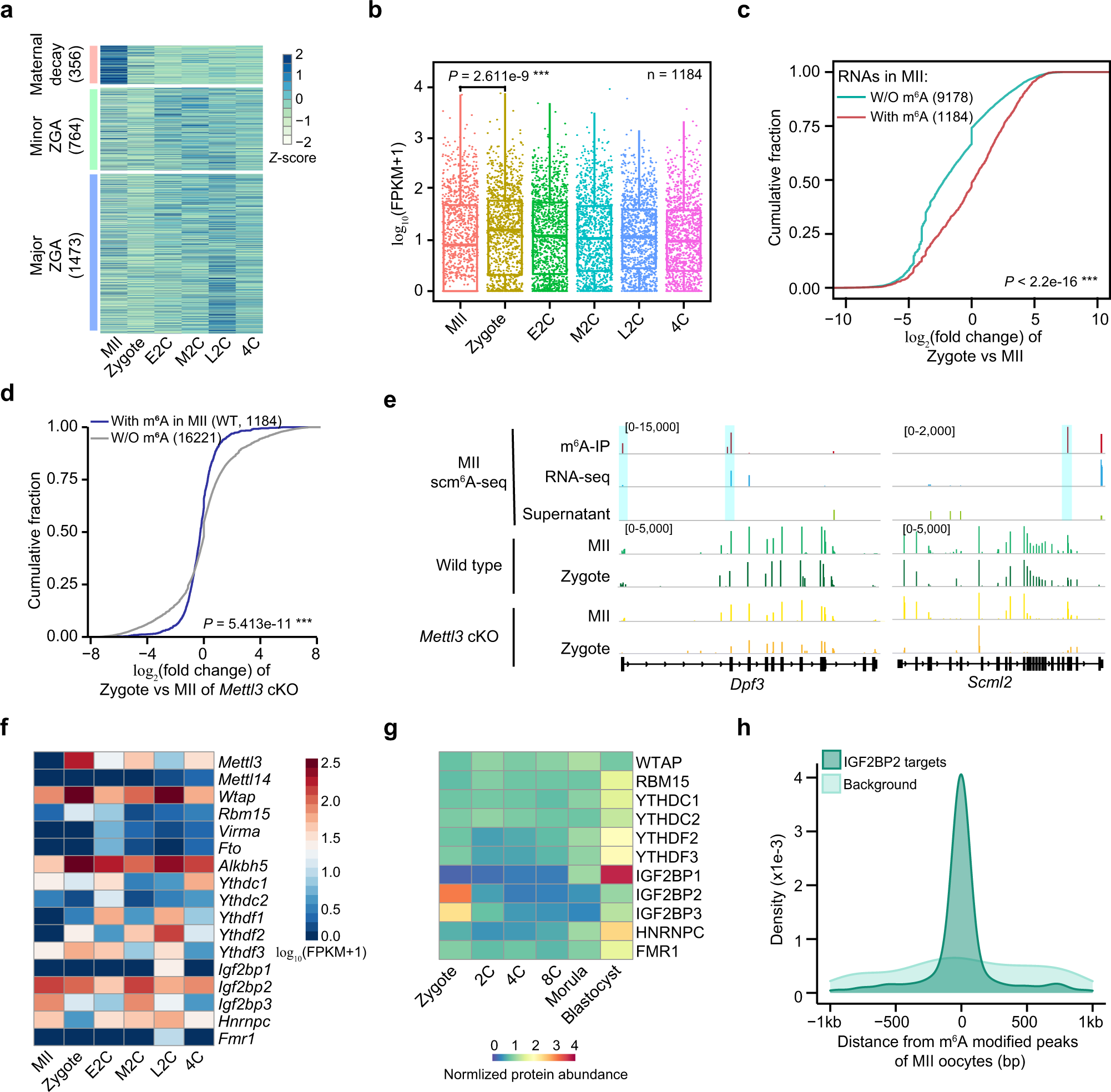 Fig. 5: m6A regulates RNA stability during the oocyte-to-embryo transition.