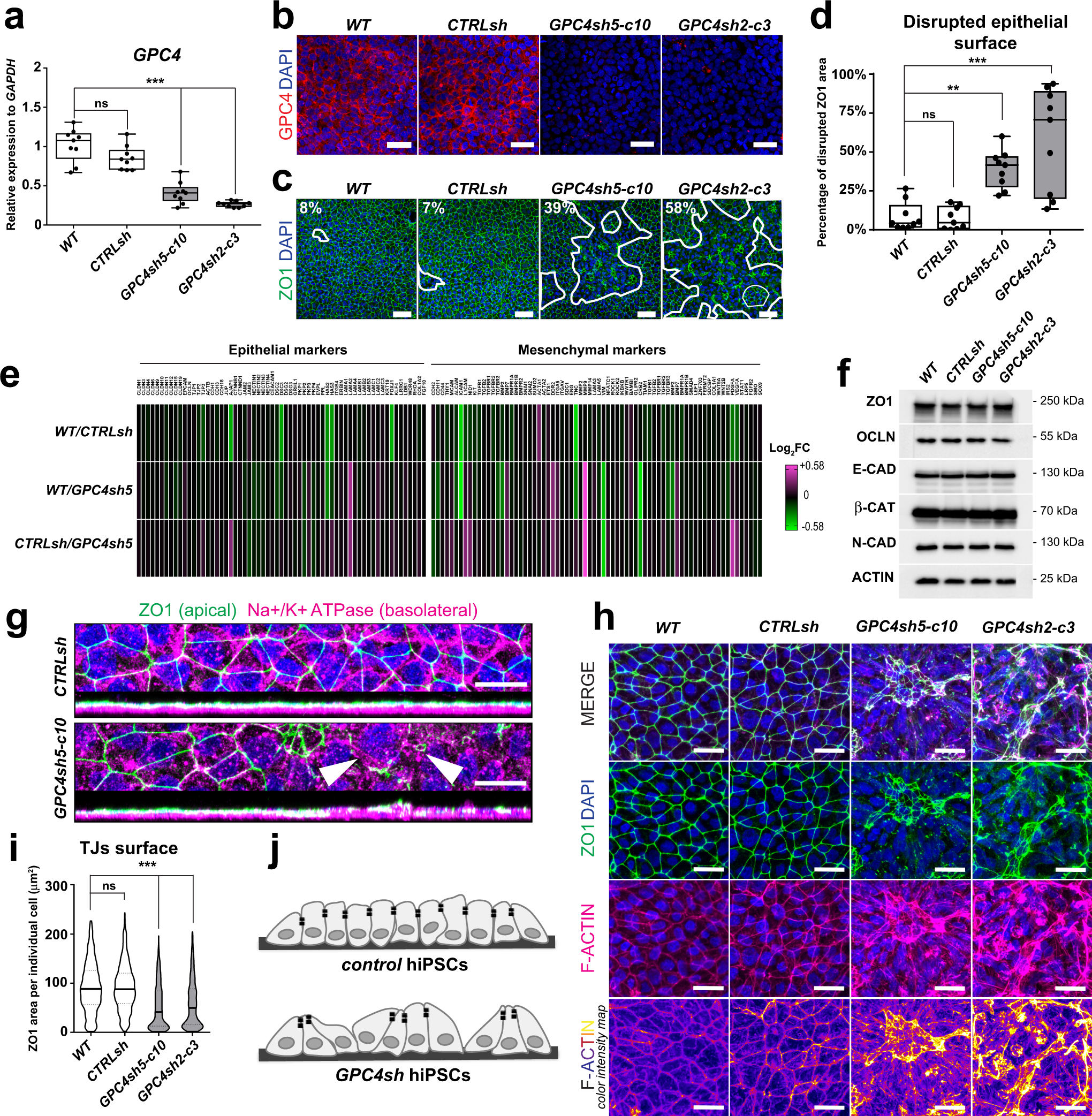Epithelial disruption drives mesendoderm differentiation in human  pluripotent stem cells by enabling TGF-β protein sensing | Nature  Communications