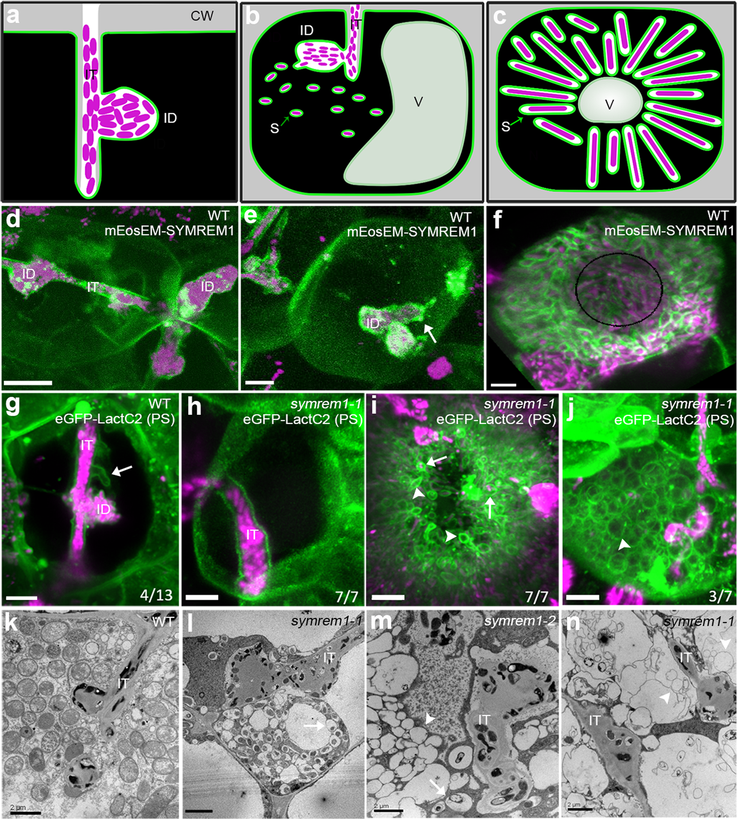 Stabilization of membrane topologies by proteinaceous remorin scaffolds |  Nature Communications