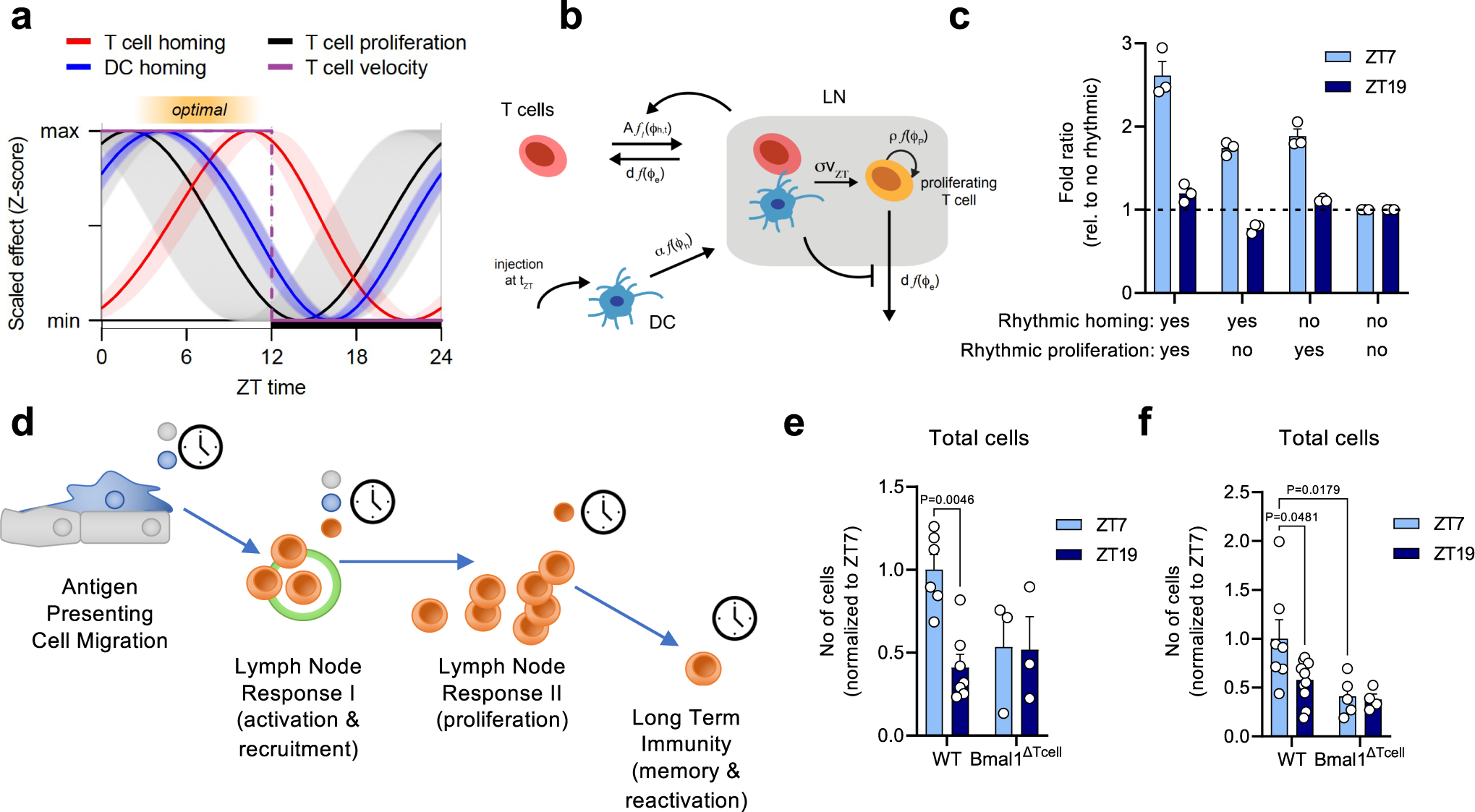 Fig. 4: Modeling a multi-stage process for adaptive immunity by integrating cell-intrinsic rhythms.