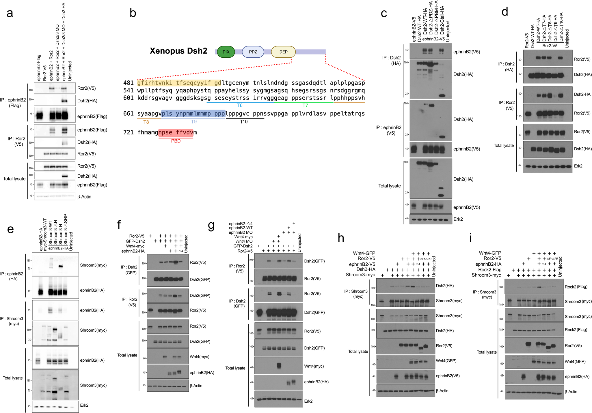 Fig. 4: Wnt4, ephrinB2, Ror2, Dsh2, and Shroom3 form a signaling complex.