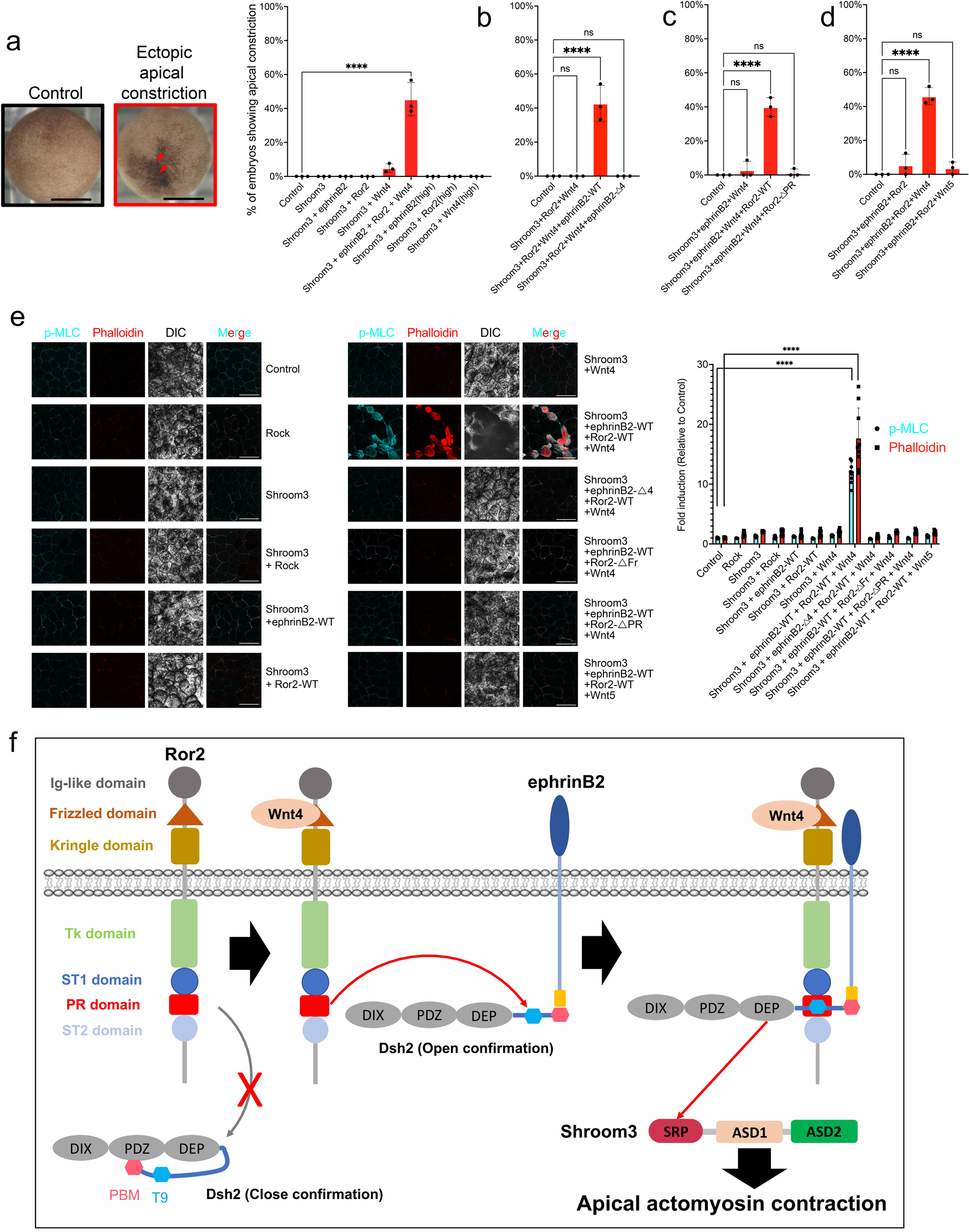 Fig. 6: WERDS signaling complex controls apical constriction.