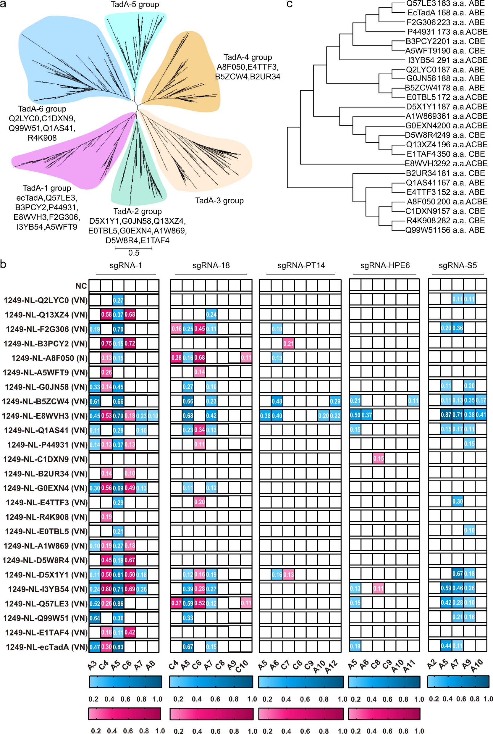 Fig. 2: Engineering of TadA orthologs for functional ABEs, CBEs, and ACBEs.