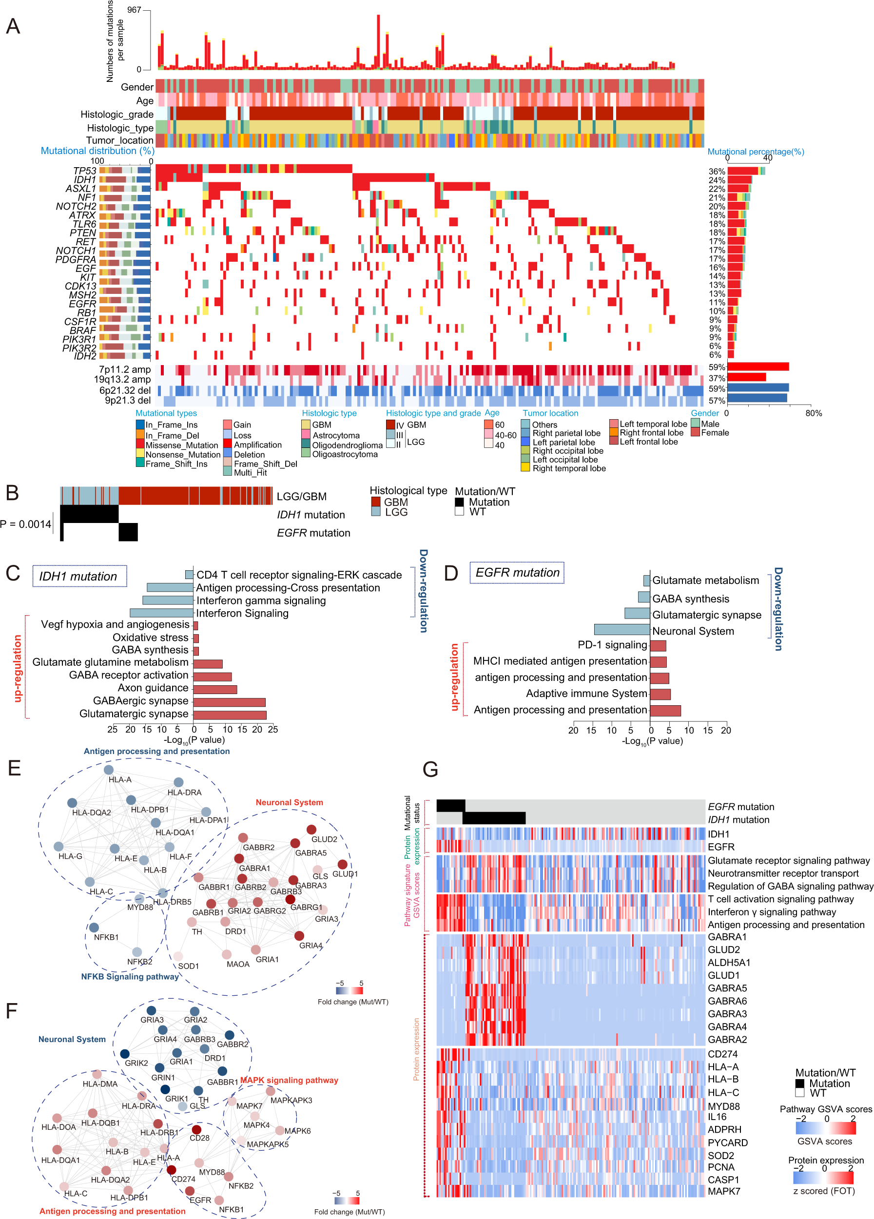 Proteogenomics of diffuse gliomas reveal molecular subtypes associated with specific therapeutic targets and immune-evasion mechanisms Nature Communications image image