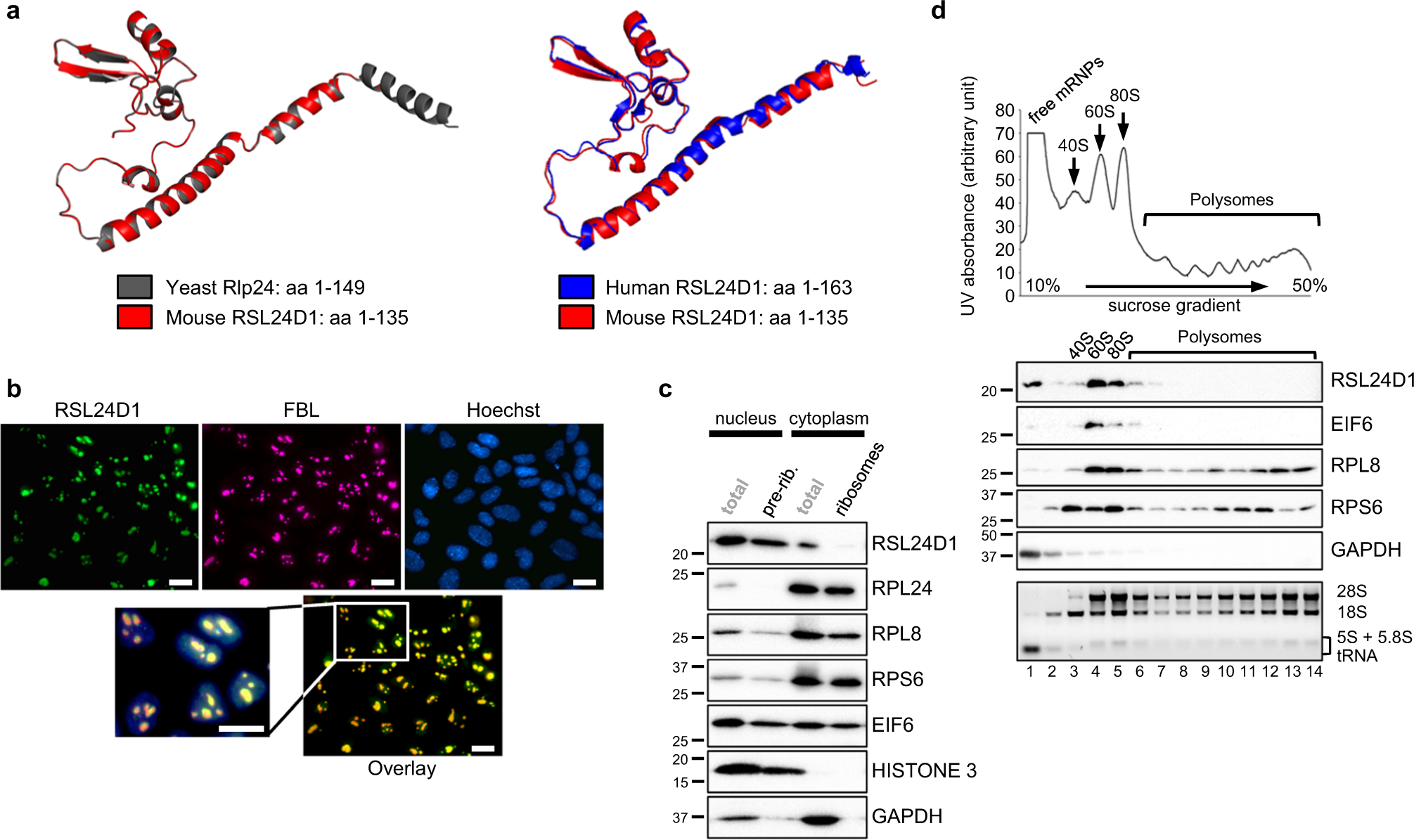 Fig. 2: RSL24D1 is associated with pre-60S subunits in mouse ESCs.