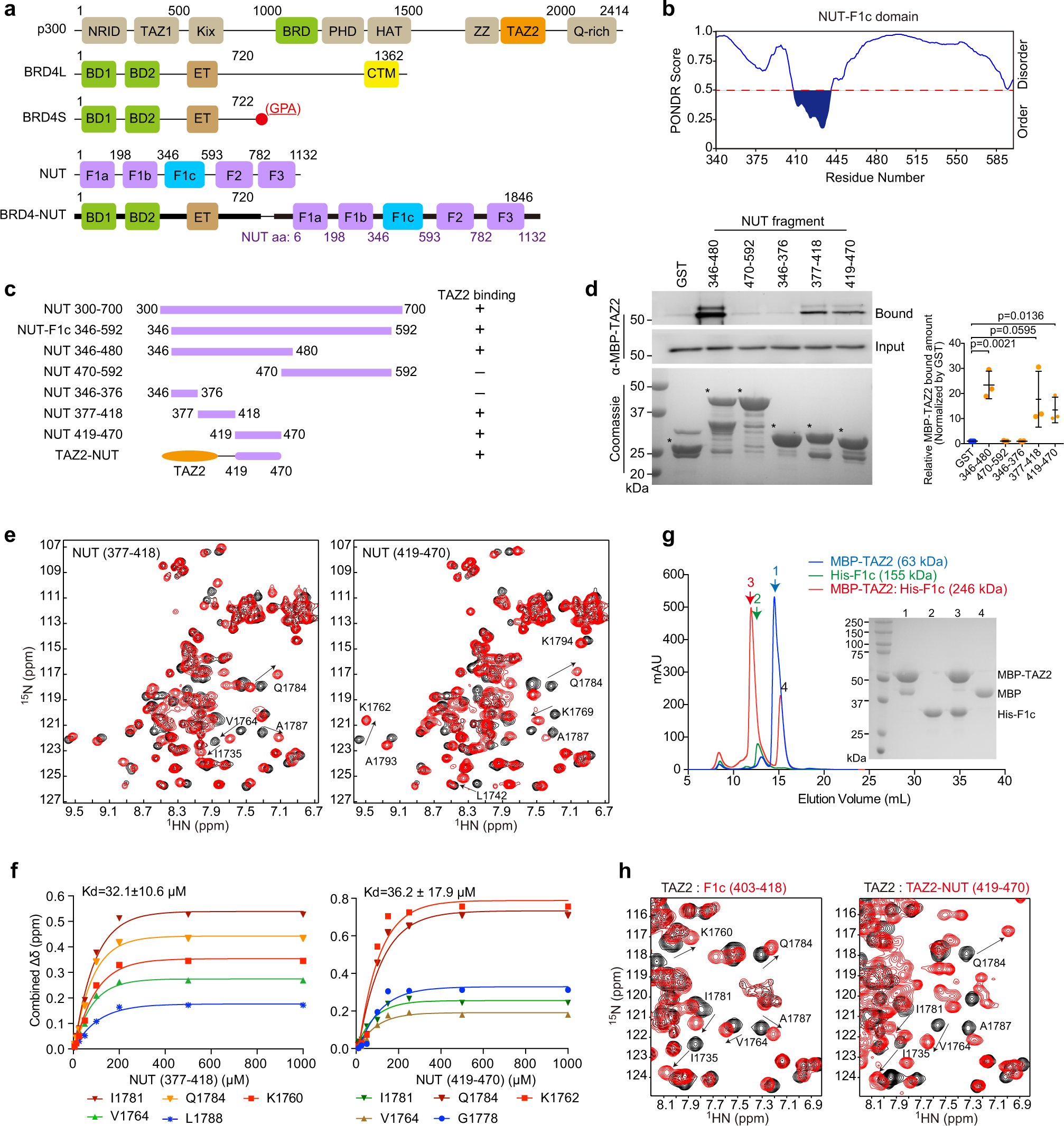 Structural mechanism of BRD4-NUT and p300 bipartite interaction in propagating aberrant gene transcription in chromatin in NUT carcinoma | Nature Communications Structural mechanism of BRD4-NUT and p300 bipartite interaction in propagating aberrant gene transcription in chromatin in NUT carcinoma | Nature Communications