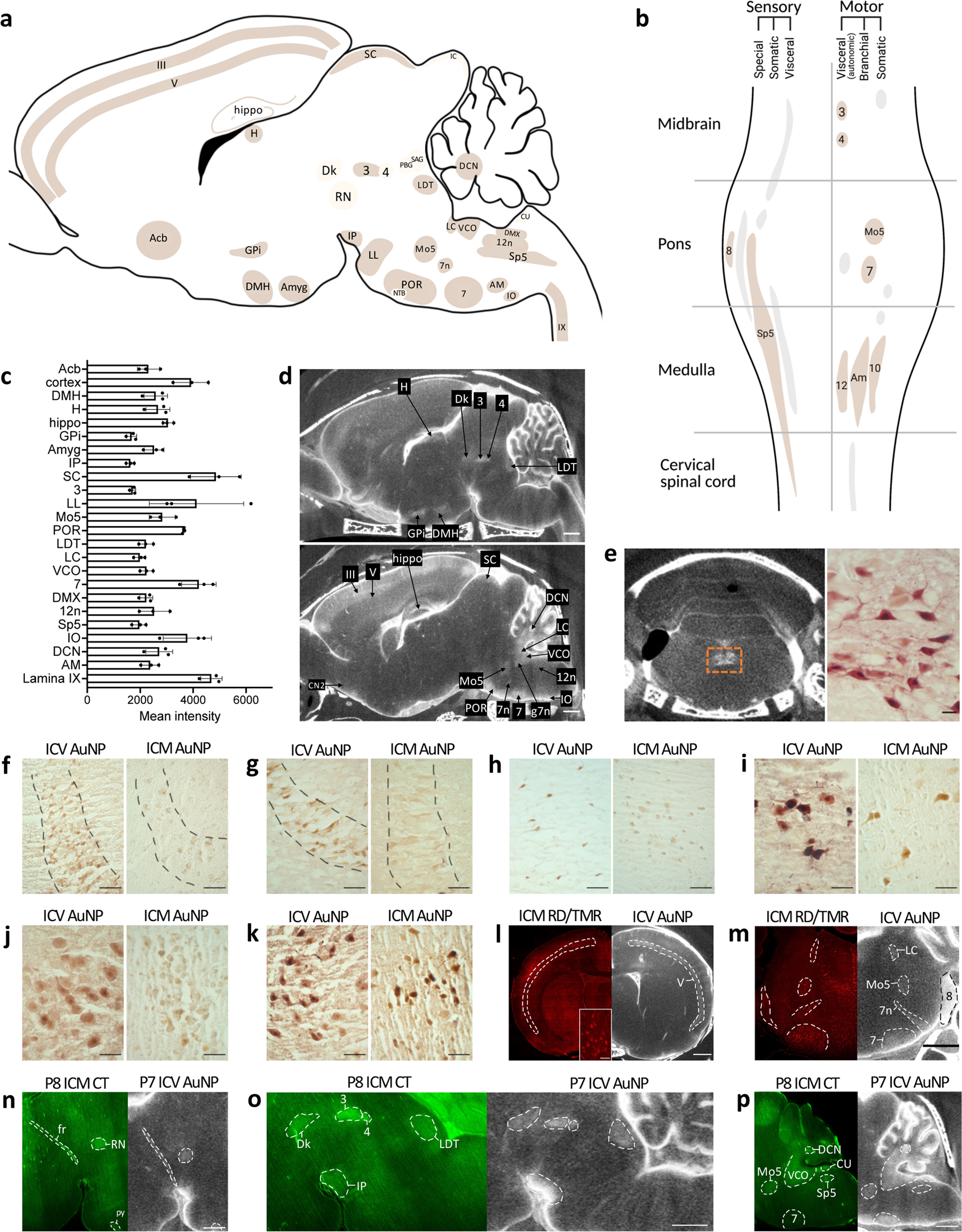 Fig. 2: Identification of 24 functional-anatomic cell groupings that preferentially interact with CSF.