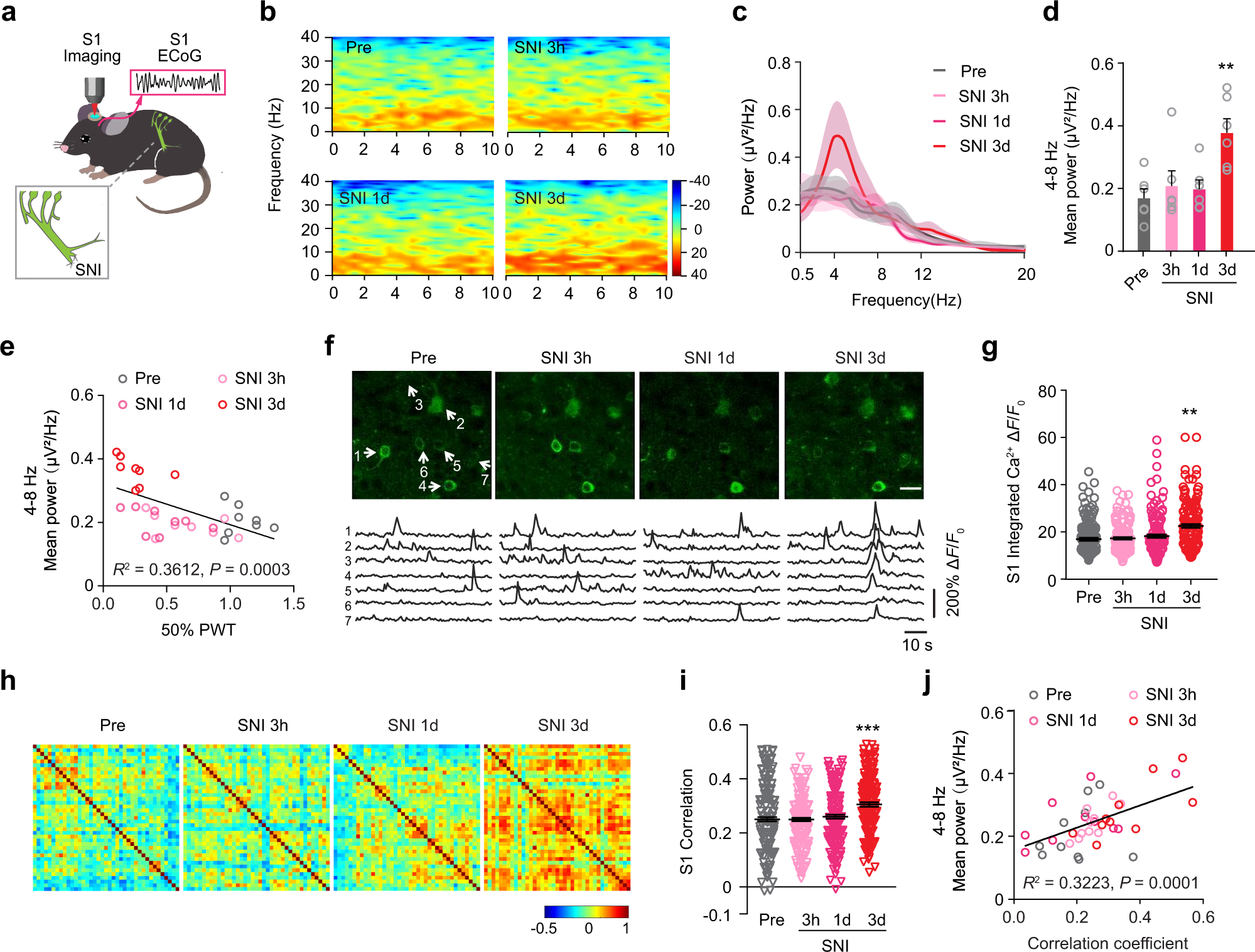 Fig. 1: Peripheral nerve injury induces activity synchrony in S1.