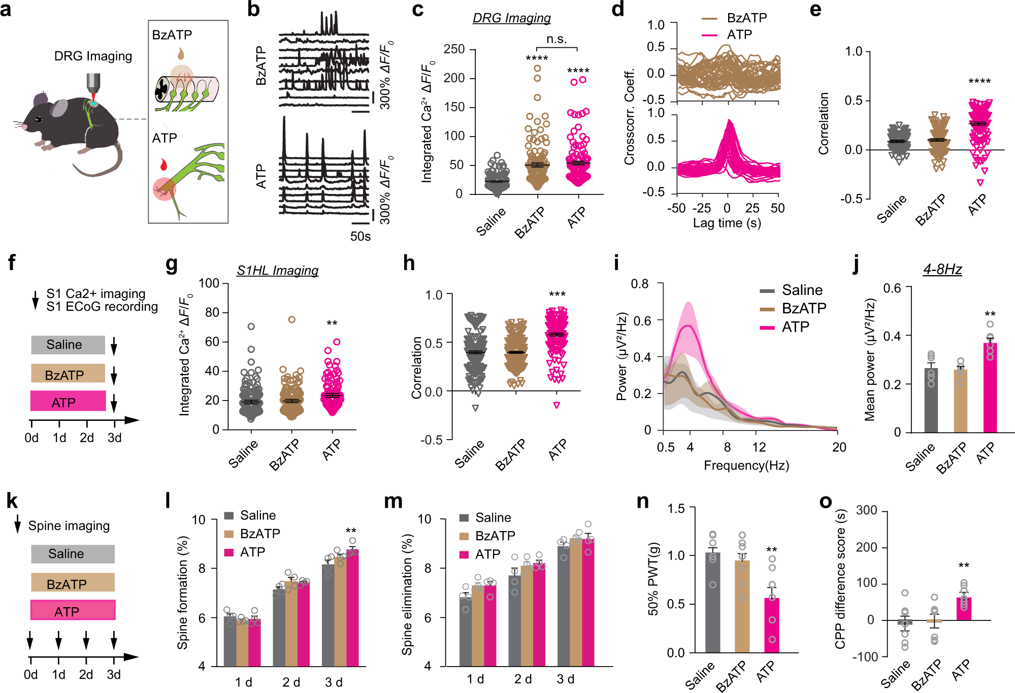 Fig. 6: Increased DRG synchrony elicits S1 plasticity and pain-like behavior in naive mice.