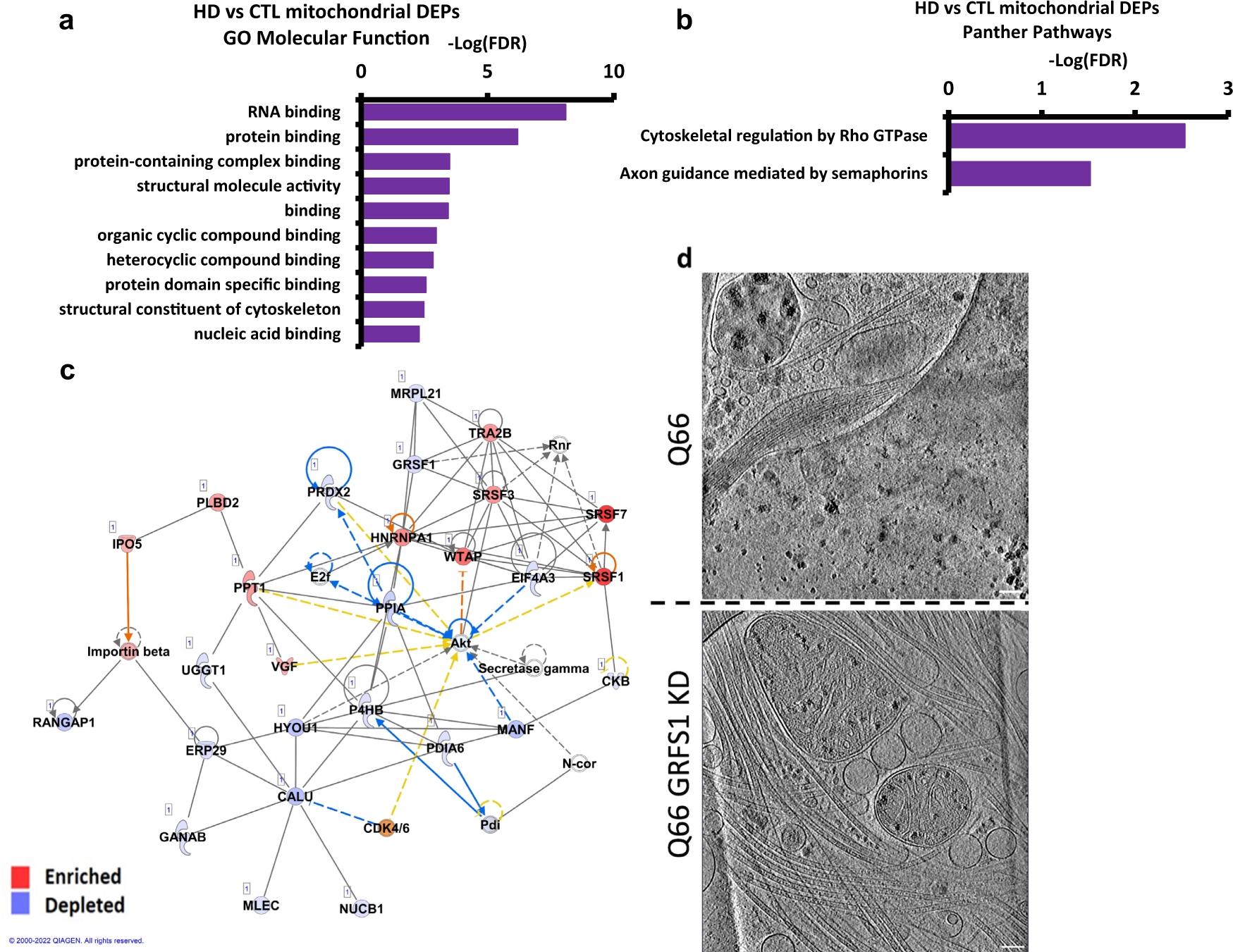 Fig. 7: Analysis of mass spectrometry data from isolated HD (Q109) vs control mitochondria indicates RNA binding and knockdown of RNA binding protein GRSF1 in Q66 reduces mitochondria granule size.