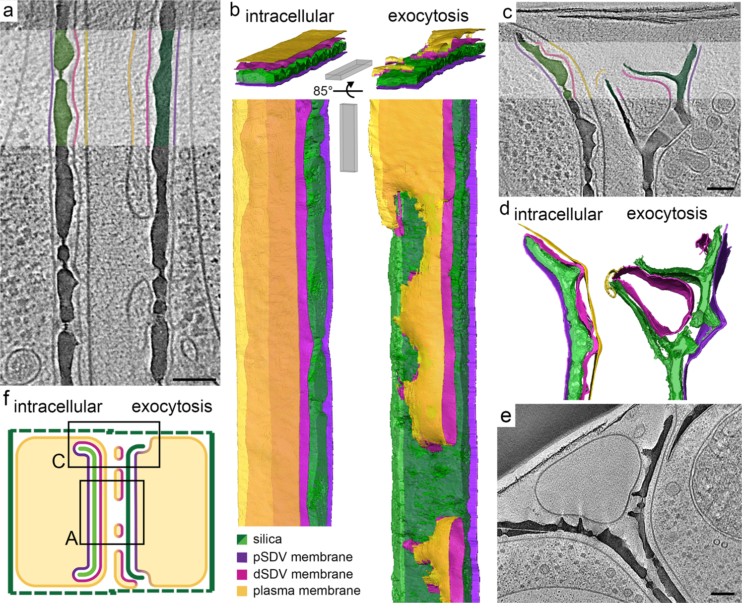 Fig. 4: In-cell cryo-ET shows the native-state anatomy of valve exocytosis in T. pseudonana.