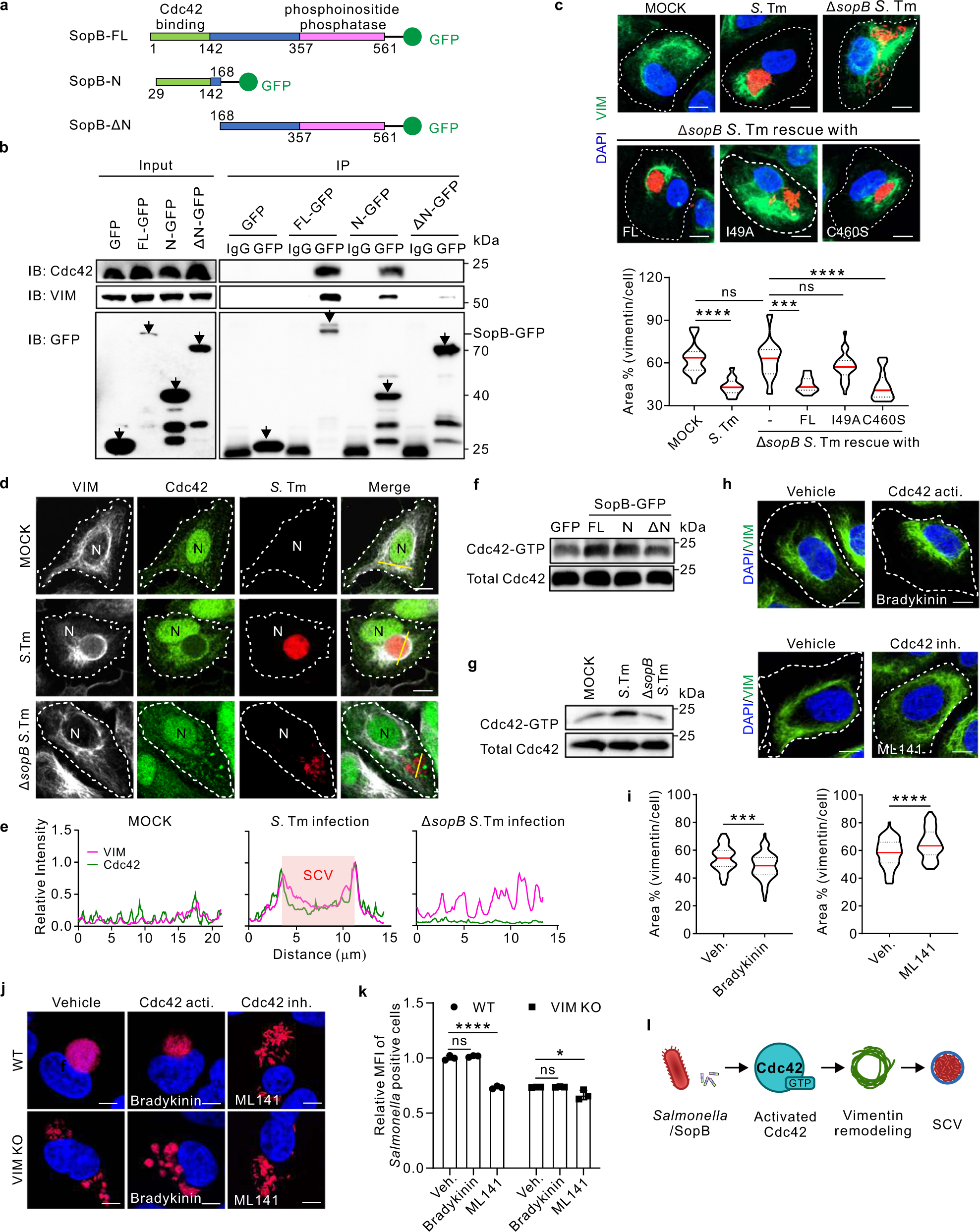 Fig. 3: The binding and activation of Cdc42 by the N-terminus of bacterial SopB are essential for vimentin-dependent intracellular replication of Salmonella.