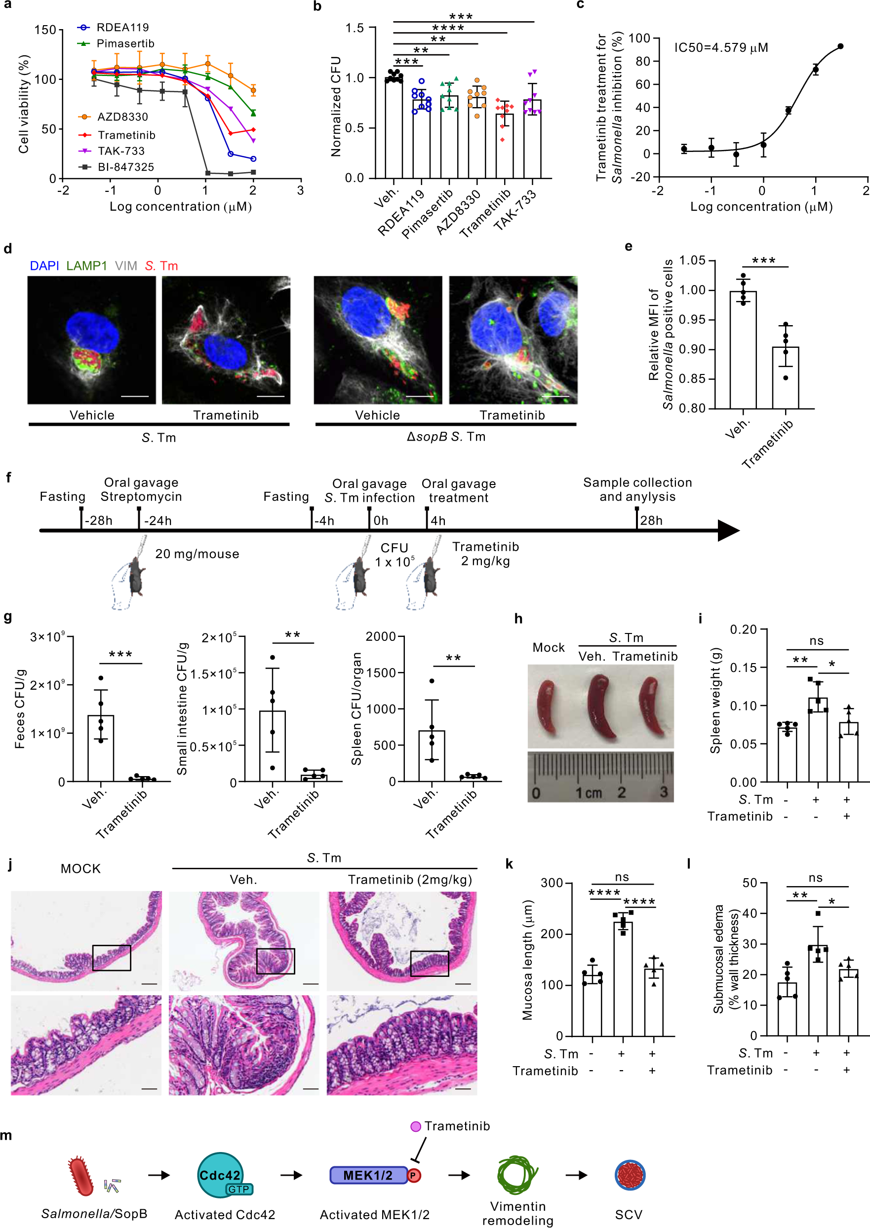 Fig. 6: MEK1/2 inhibitors including the clinically-approved Trametinib show anti-infection effects of Salmonella in both cell and mouse model.