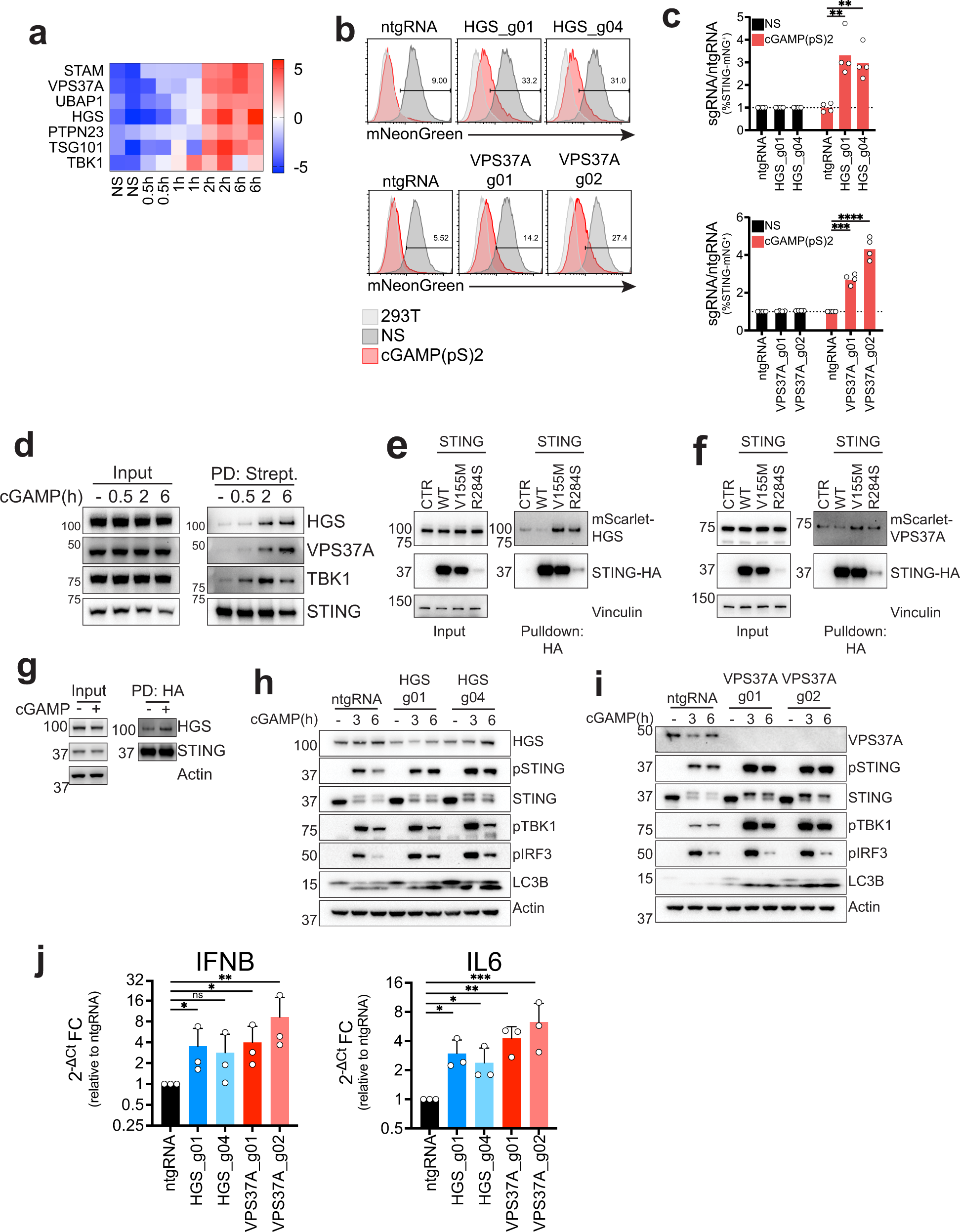 Fig. 3: An ESCRT complex containing HGS and VPS37A regulates STING degradation and signaling shutdown.