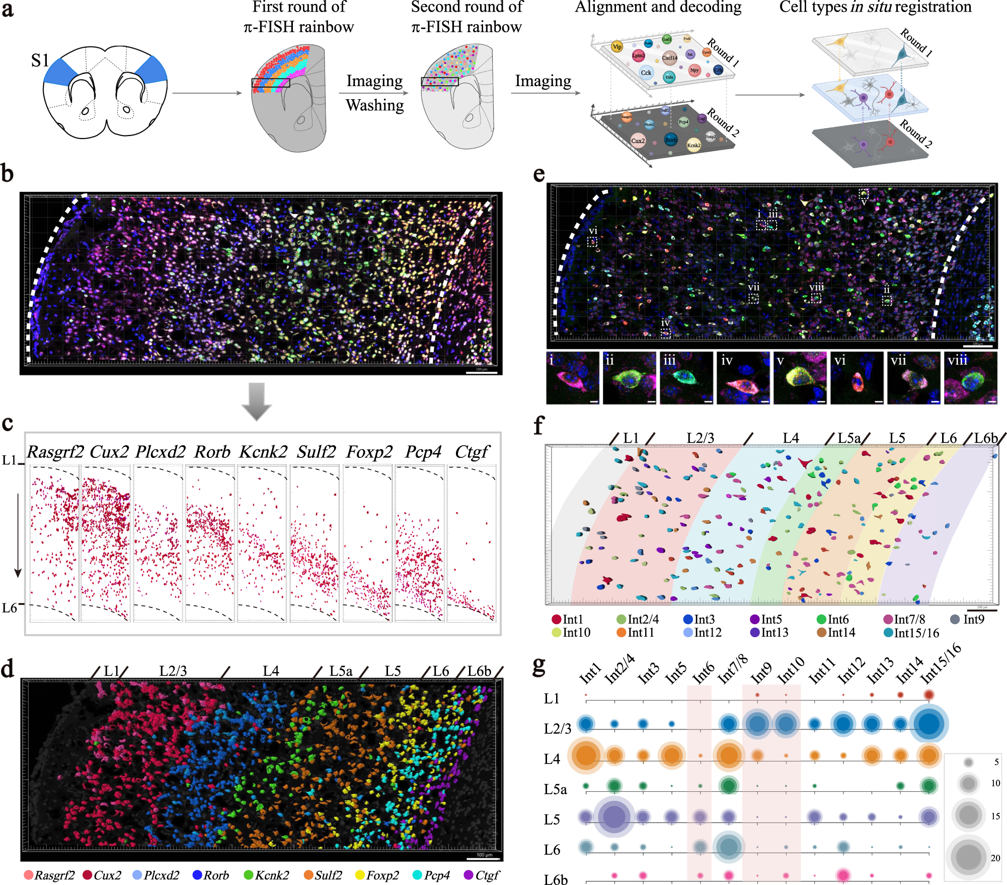 Fig. 2: Spatial registration of neuron subclasses in mouse primary somatosensory cortex (S1) by π-FISH rainbow multiplexed in situ detection.