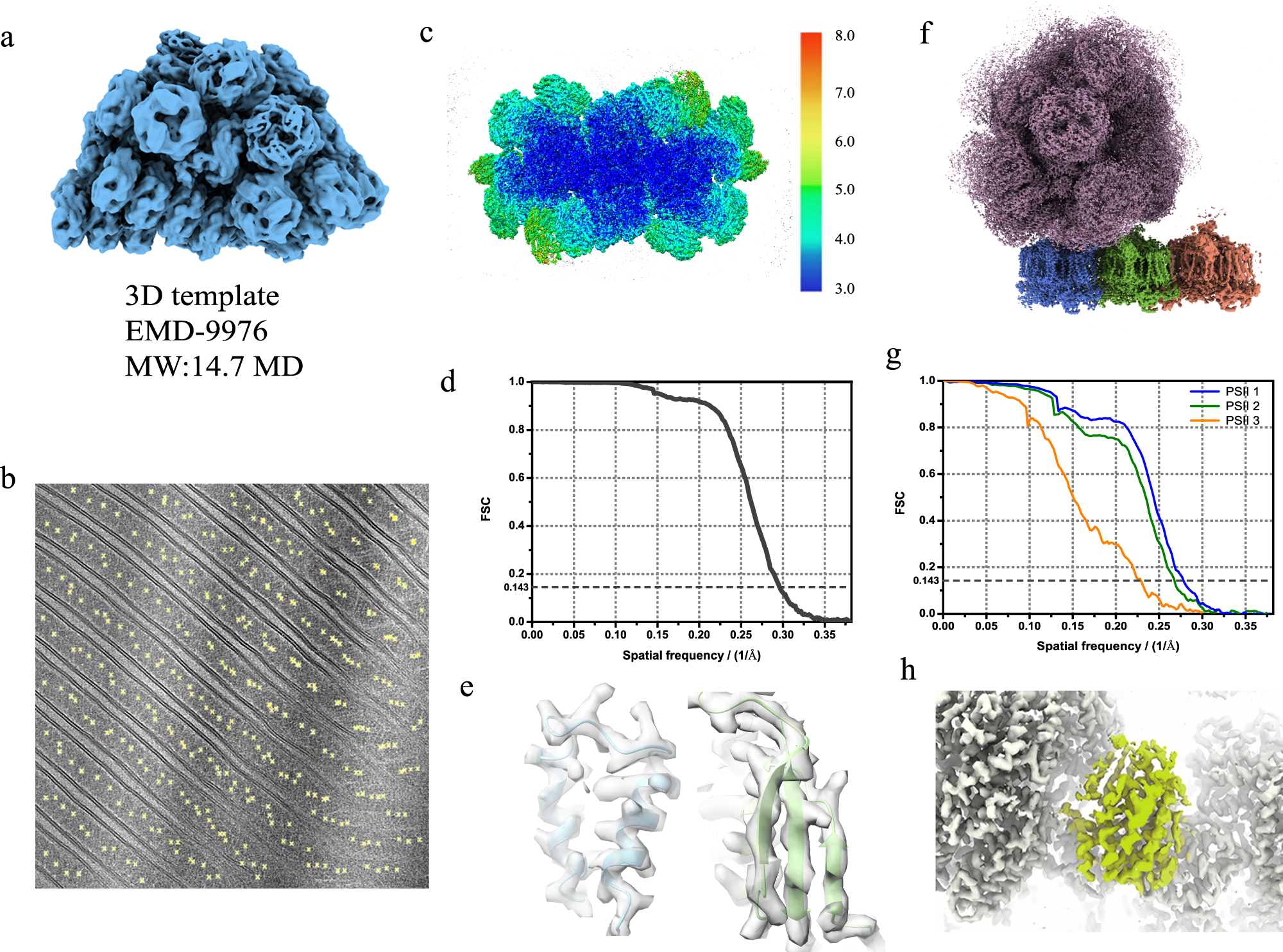 Fig. 2: Localization and high-resolution reconstruction of PBS-PSII complex.