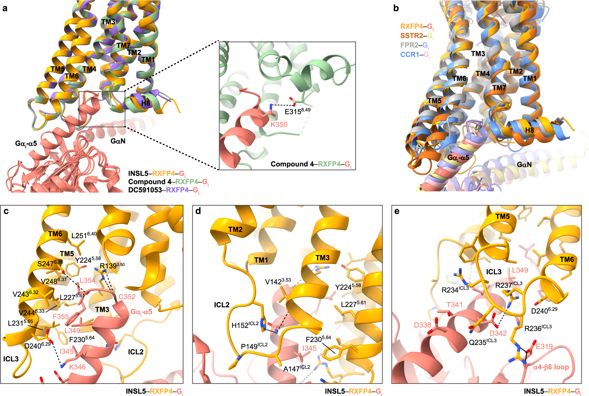 Fig. 4: G protein coupling of RXFP4.