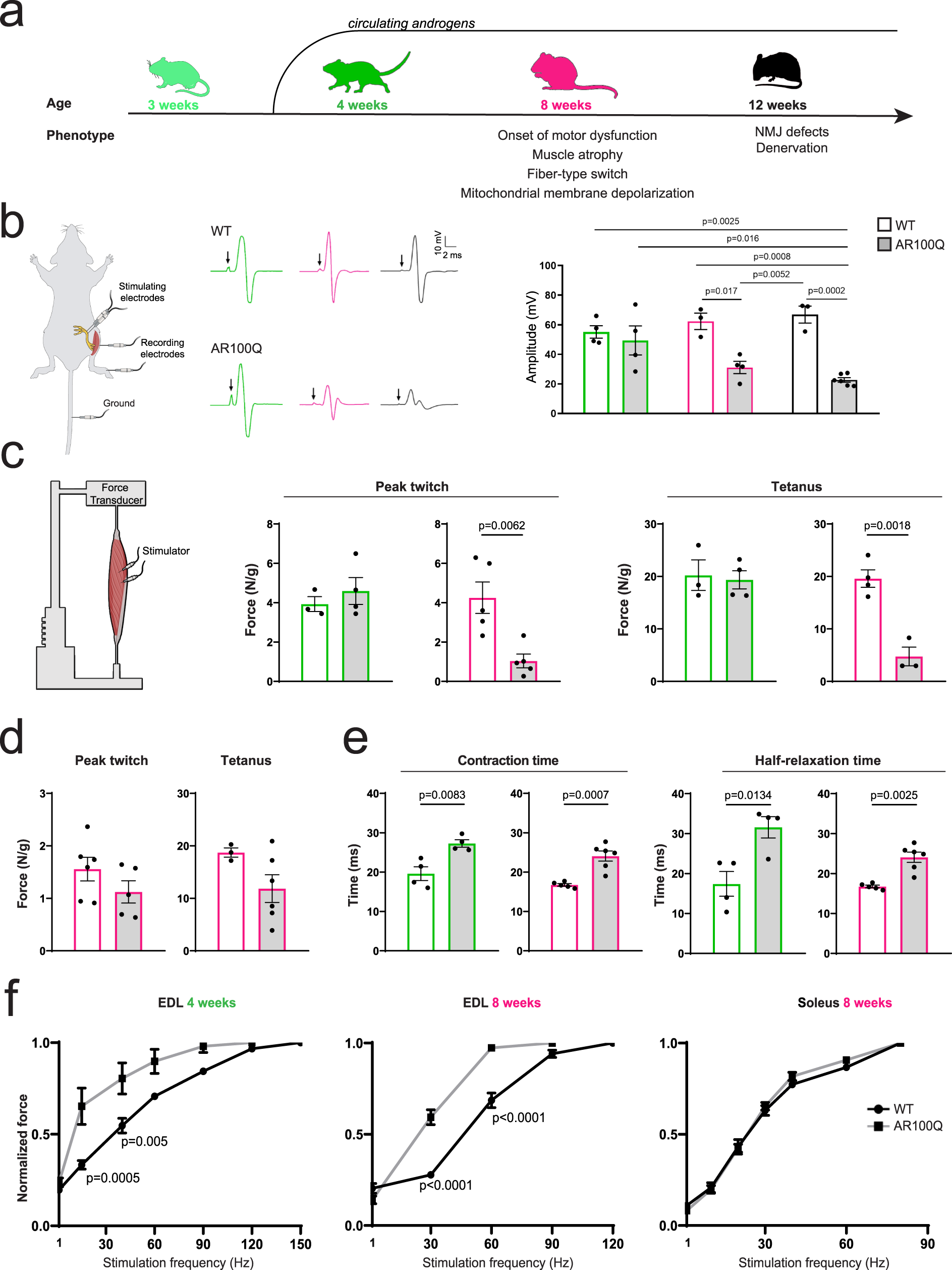 Fig. 1: Prolonged muscle contraction/relaxation time precedes defects in intrinsic muscle force generation in SBMA mice.