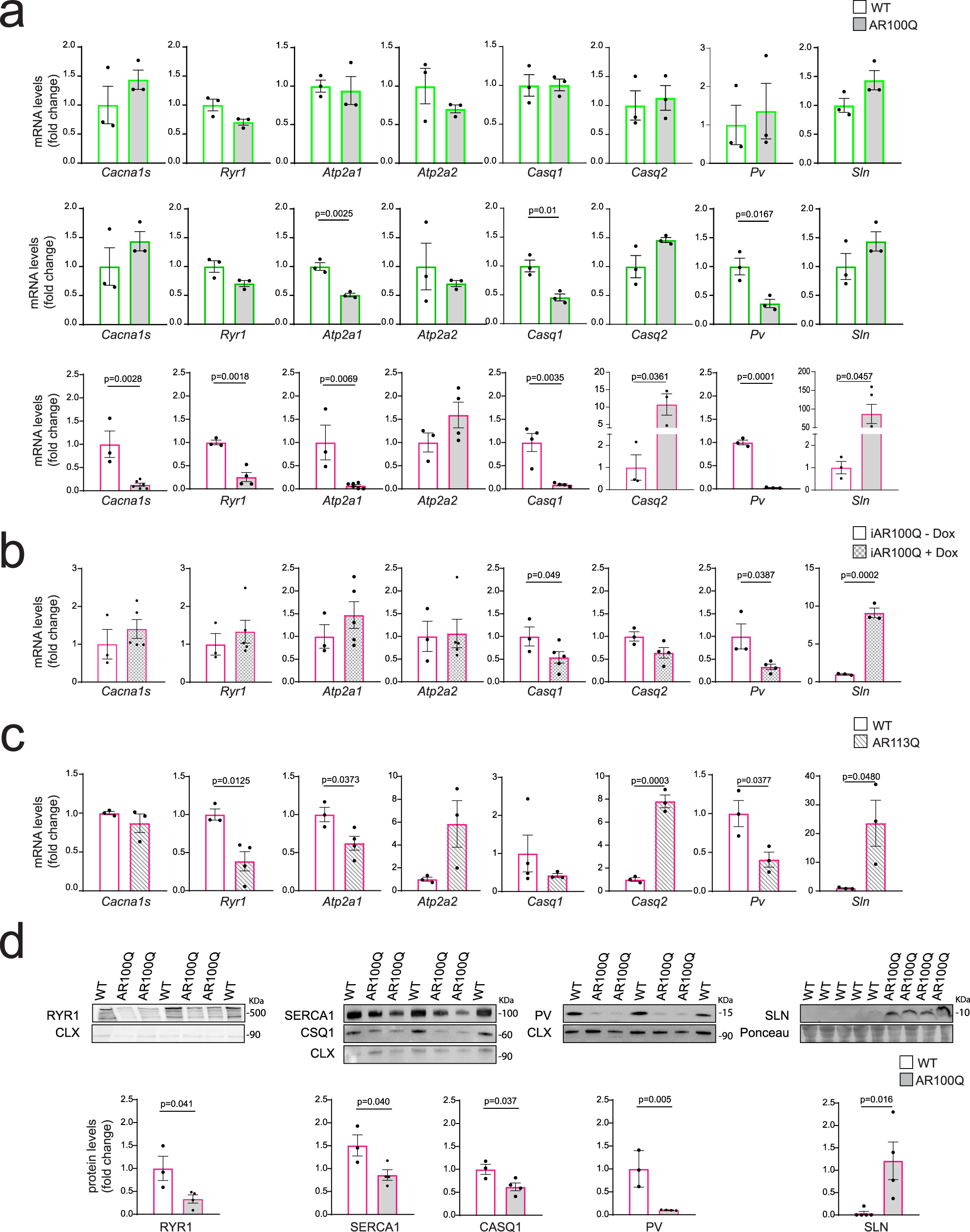 Fig. 3: Altered expression of the ECC genes in the muscle of SBMA mice.