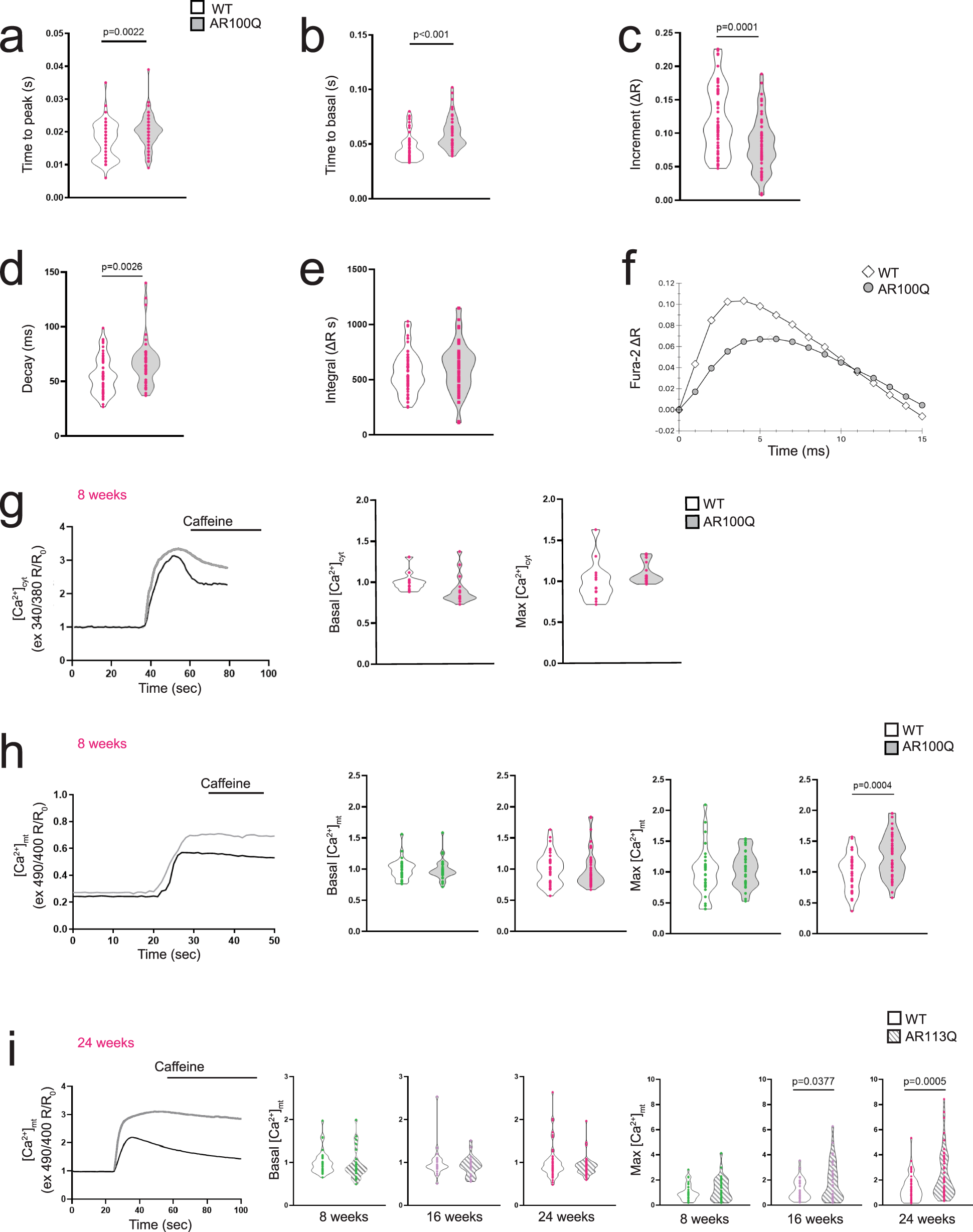 Fig. 5: Stimulus-induced accumulation of Ca2+ in mitochondria in SBMA mice.